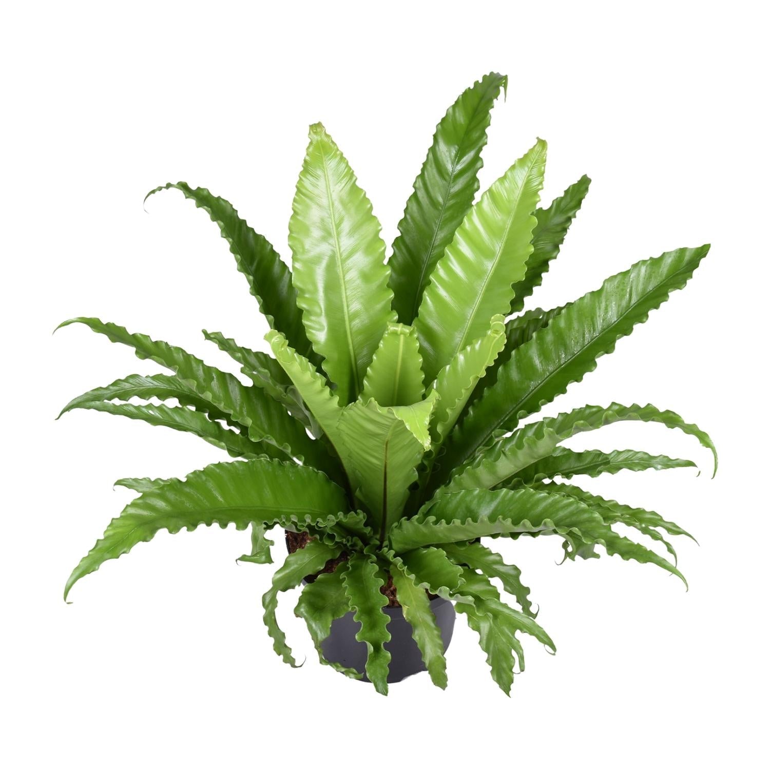 Asplenium antiquum ‘Osaka’ – Nestfarn – 23 cm Topf, 40 - 60 cm hoch - Green Guardia - Ihr Experte für Schädlinge und Pflanzen