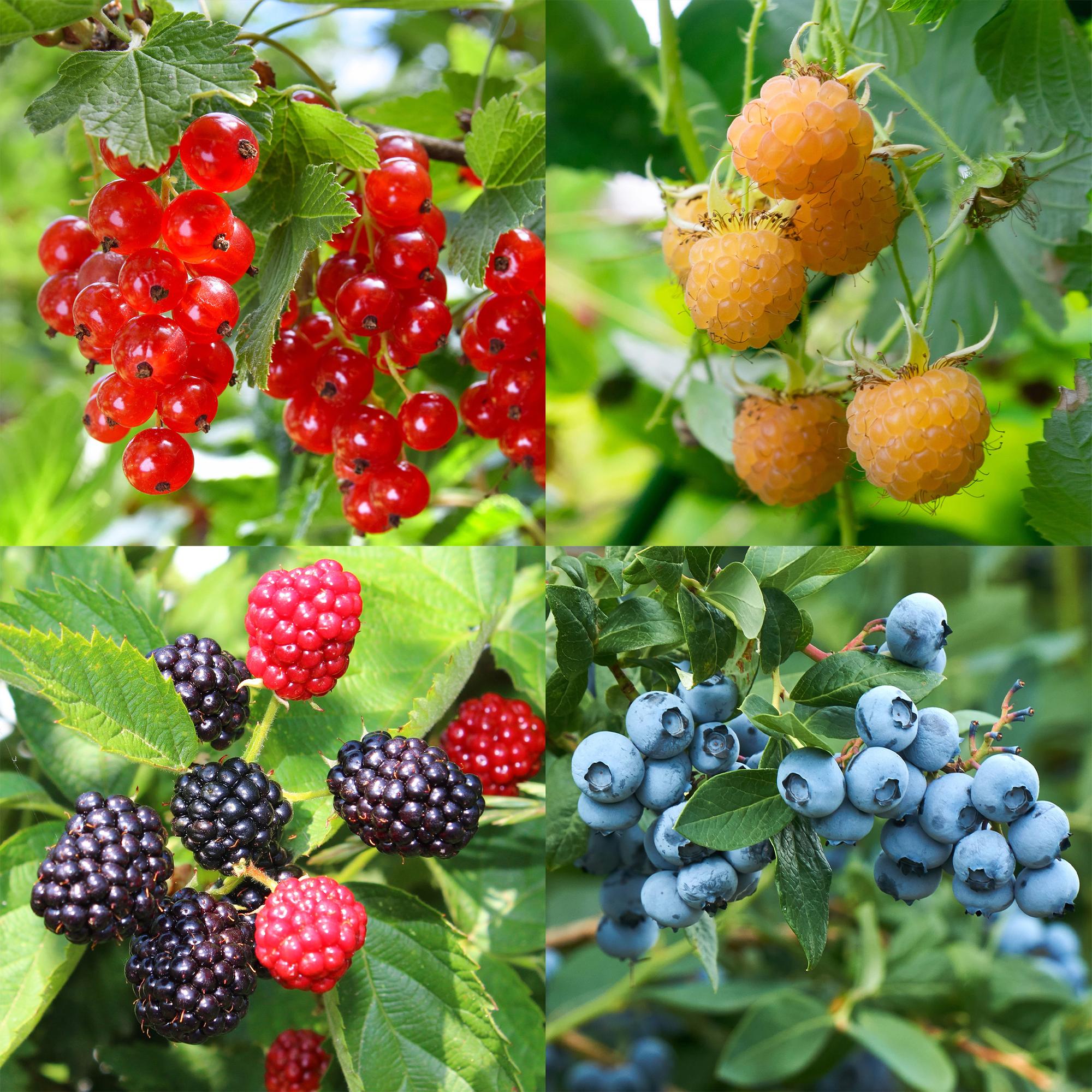 Beerenmix – 4 Obstpflanzen: Rote Beere, Gelbe Himbeere, Schwarze Brombeere & Blaubeere (11 cm Topf, 40 cm hoch) - Green Guardia - Ihr Experte für Schädlinge und Pflanzen