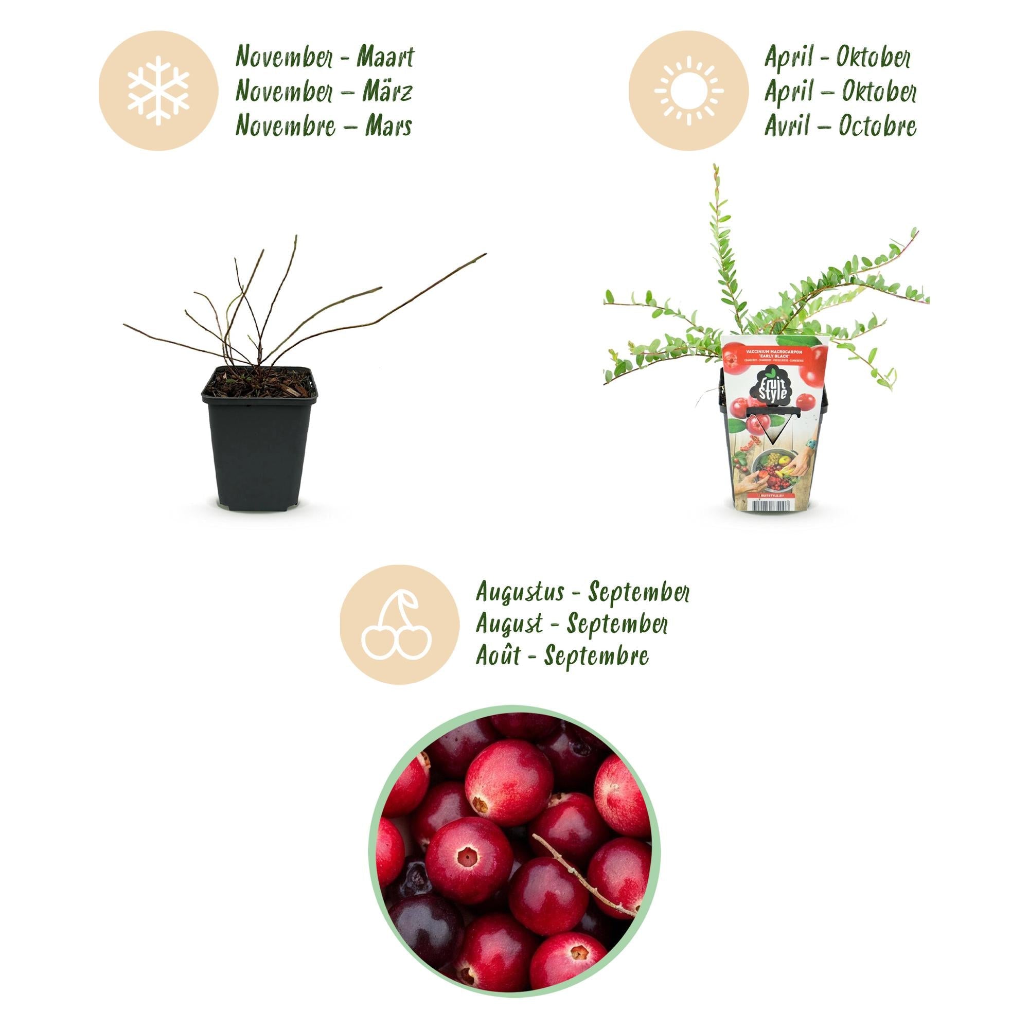 Blaubeere „Early Black“ (Vaccinium macrophylla) – winterhart, 3 Pflanzen im 9 cm Topf - Green Guardia - Ihr Experte für Schädlinge und Pflanzen