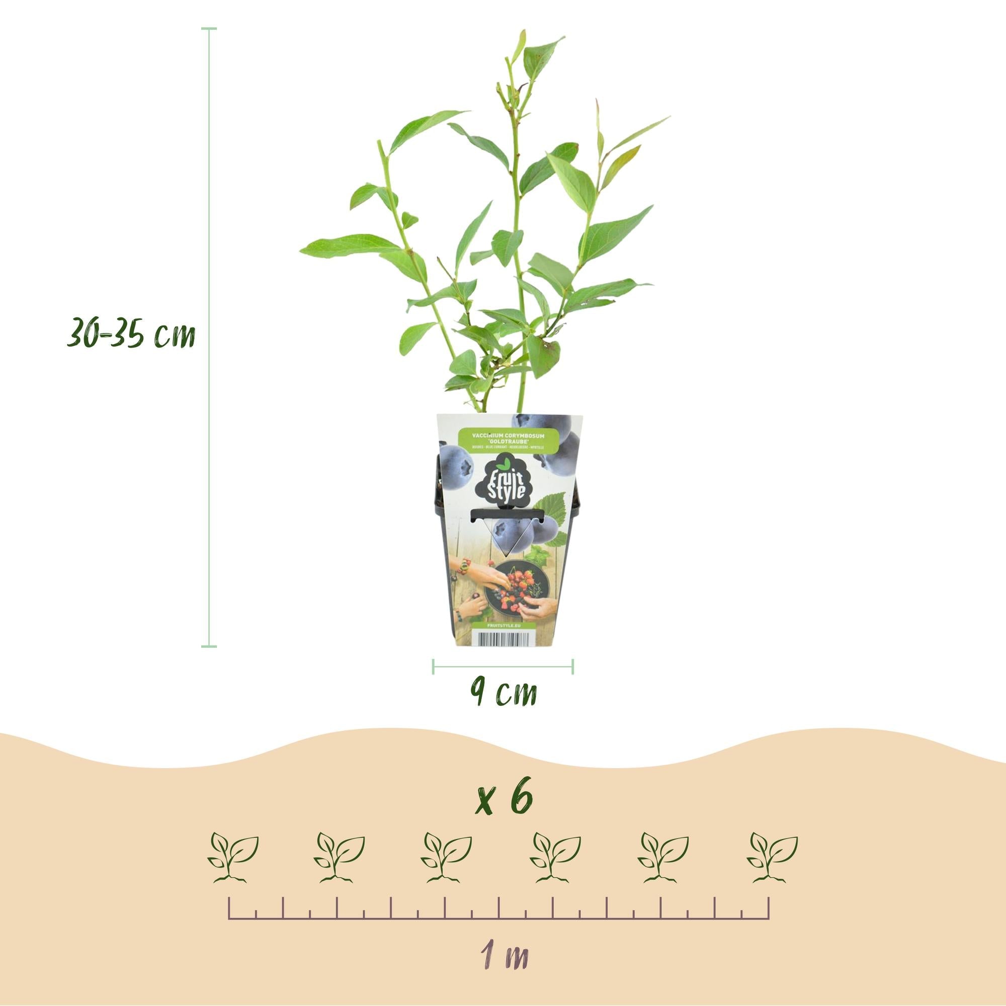 Blaubeere – Vaccinium corymbosum ‘Goldtraube’ – winterhart – blaue Beeren – 3 - 6 Pflanzen – 9 cm Topf - Green Guardia - Ihr Experte für Schädlinge und Pflanzen