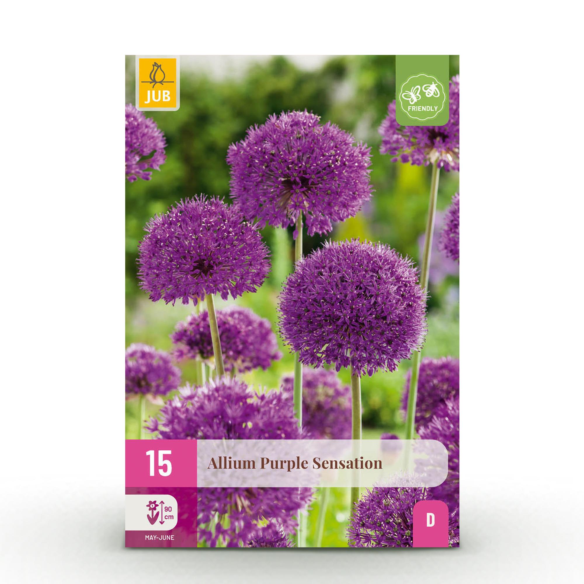 Blumenzwiebeln – Allium ‘Purple Sensation’ – winterhart & mehrjährig – lila – 15 Stück – Zwiebelgröße 10/12 – XXL Pack - Green Guardia - Ihr Experte für Schädlinge und Pflanzen