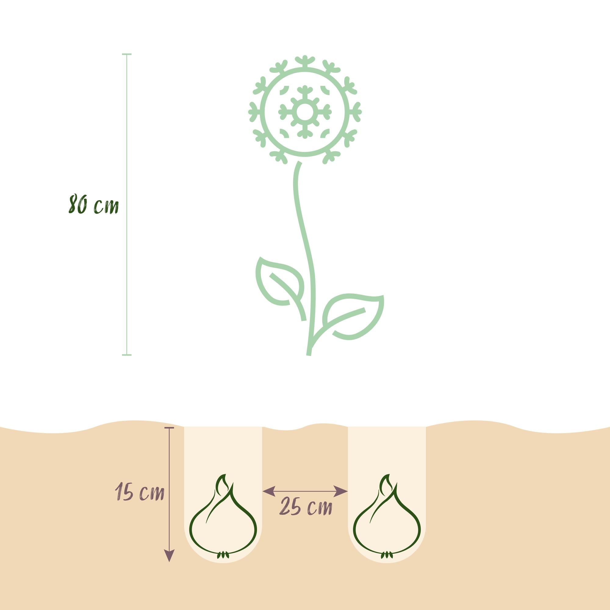 Blumenzwiebeln – Allium Purple & White Mix – winterhart & mehrjährig – lila & weiß – 15 Stück – Zwiebelgröße 10/12 – XXL Pack - Green Guardia - Ihr Experte für Schädlinge und Pflanzen