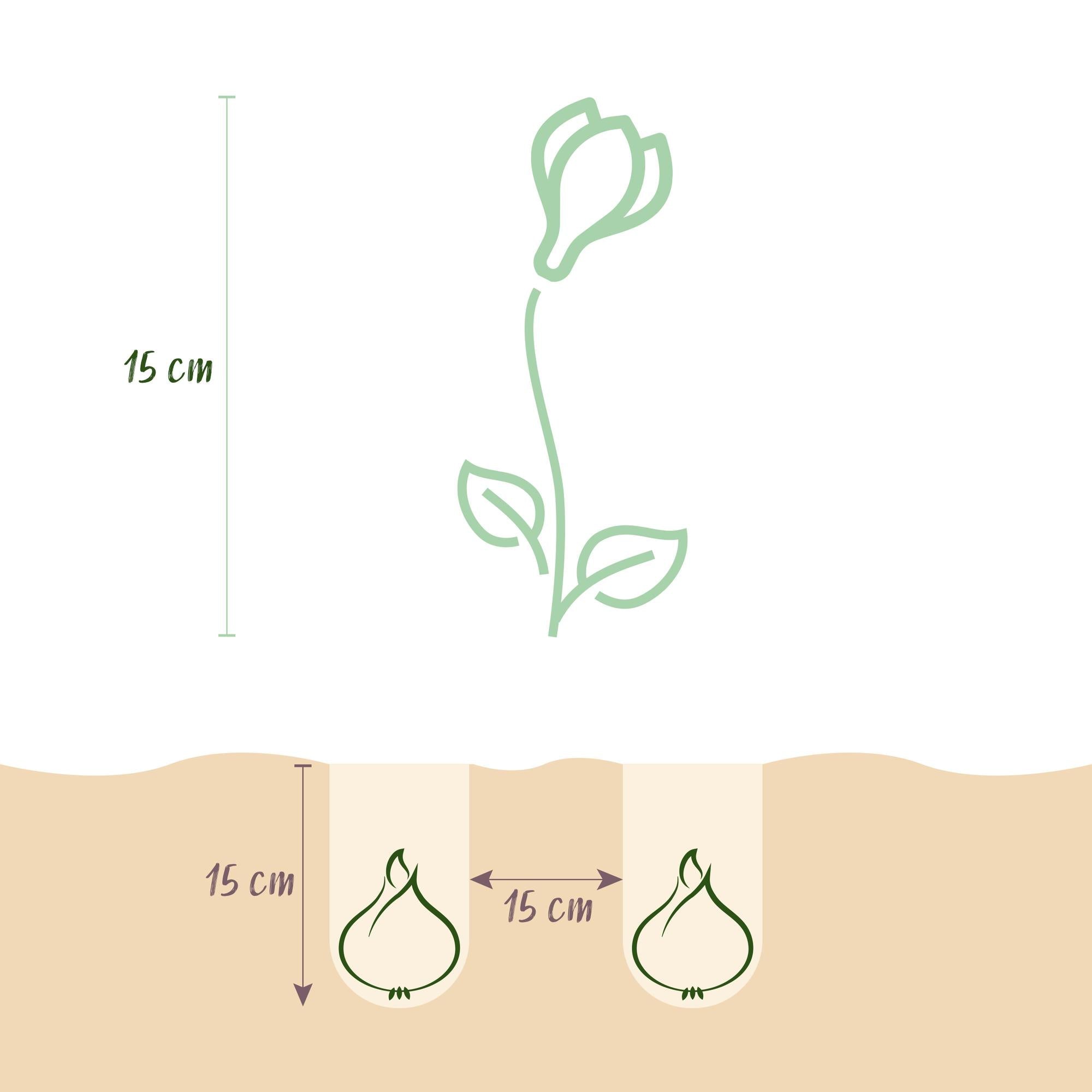 Blumenzwiebeln – Crocus ‘White’ – winterhart & mehrjährig – gelb – 30 Stück – Zwiebelgröße 7/8 – XXL Pack - Green Guardia - Ihr Experte für Schädlinge und Pflanzen