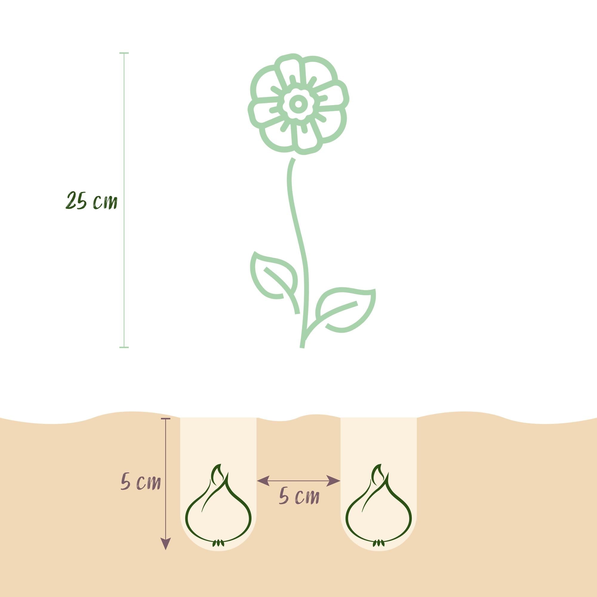 Blumenzwiebeln – Eranthis cilicica – winterhart & mehrjährig – gelb – 25 Stück – Zwiebelgröße 4/5 – XXL Pack - Green Guardia - Ihr Experte für Schädlinge und Pflanzen