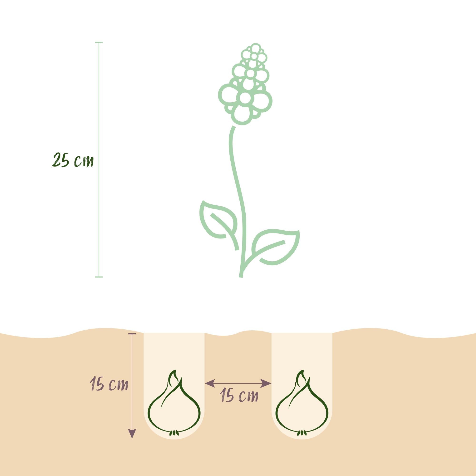 Blumenzwiebeln – Hyazinthe Pastel Mix – winterhart & mehrjährig – verschiedene Pastellfarben – 10 Stück – Zwiebelgröße 14/15 – XXL Pack - Green Guardia - Ihr Experte für Schädlinge und Pflanzen