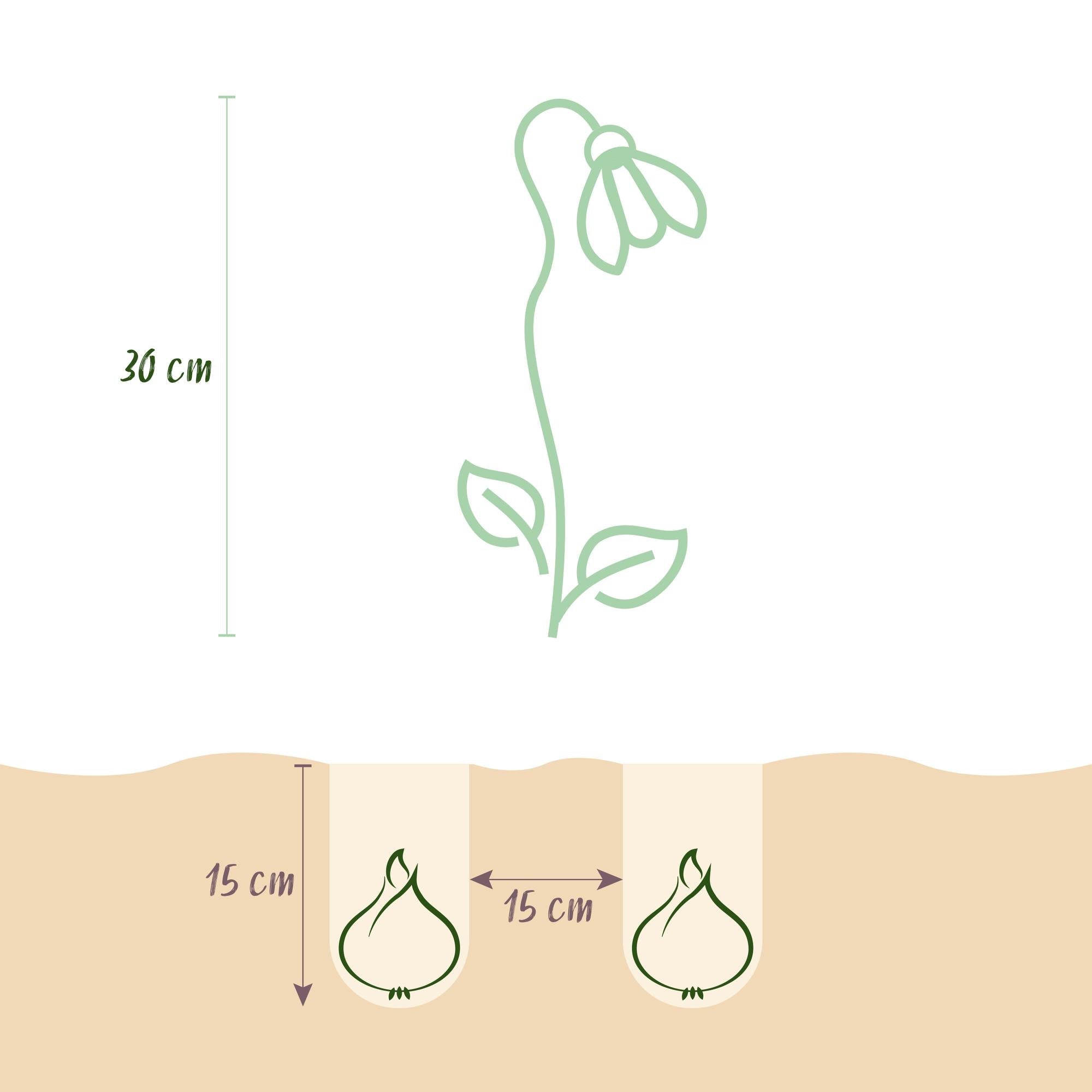 Blumenzwiebeln – Leucojum aestivum – winterhart & mehrjährig – weiß – 20 Stück – Zwiebelgröße 8/9 – XXL Pack - Green Guardia - Ihr Experte für Schädlinge und Pflanzen