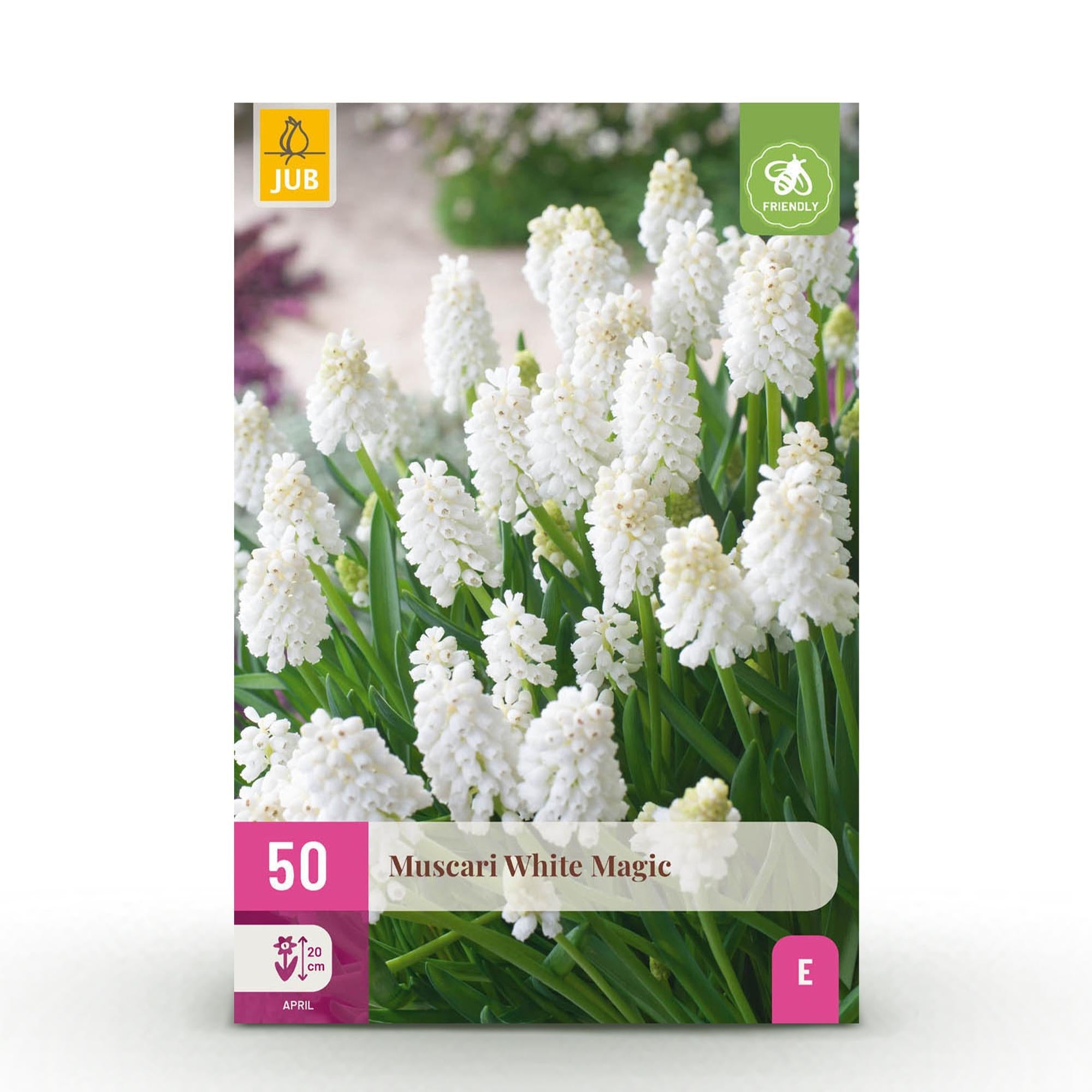 Blumenzwiebeln – Muscari ‘White Magic’ – winterhart & mehrjährig – weiß – 50 Stück – Zwiebelgröße 6/7 – XXL Pack - Green Guardia - Ihr Experte für Schädlinge und Pflanzen
