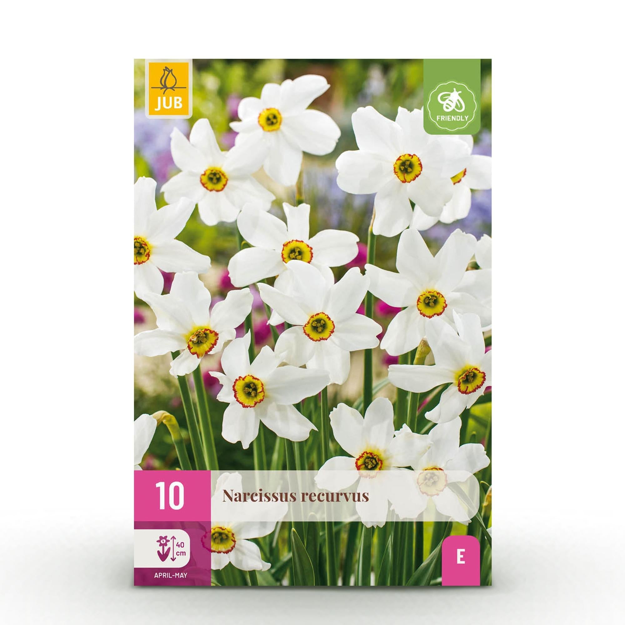 Blumenzwiebeln – Narcissus ‘Recurvus’ – winterhart & mehrjährig – weiß – 10 Stück – Zwiebelgröße 12/14 – XXL Pack - Green Guardia - Ihr Experte für Schädlinge und Pflanzen