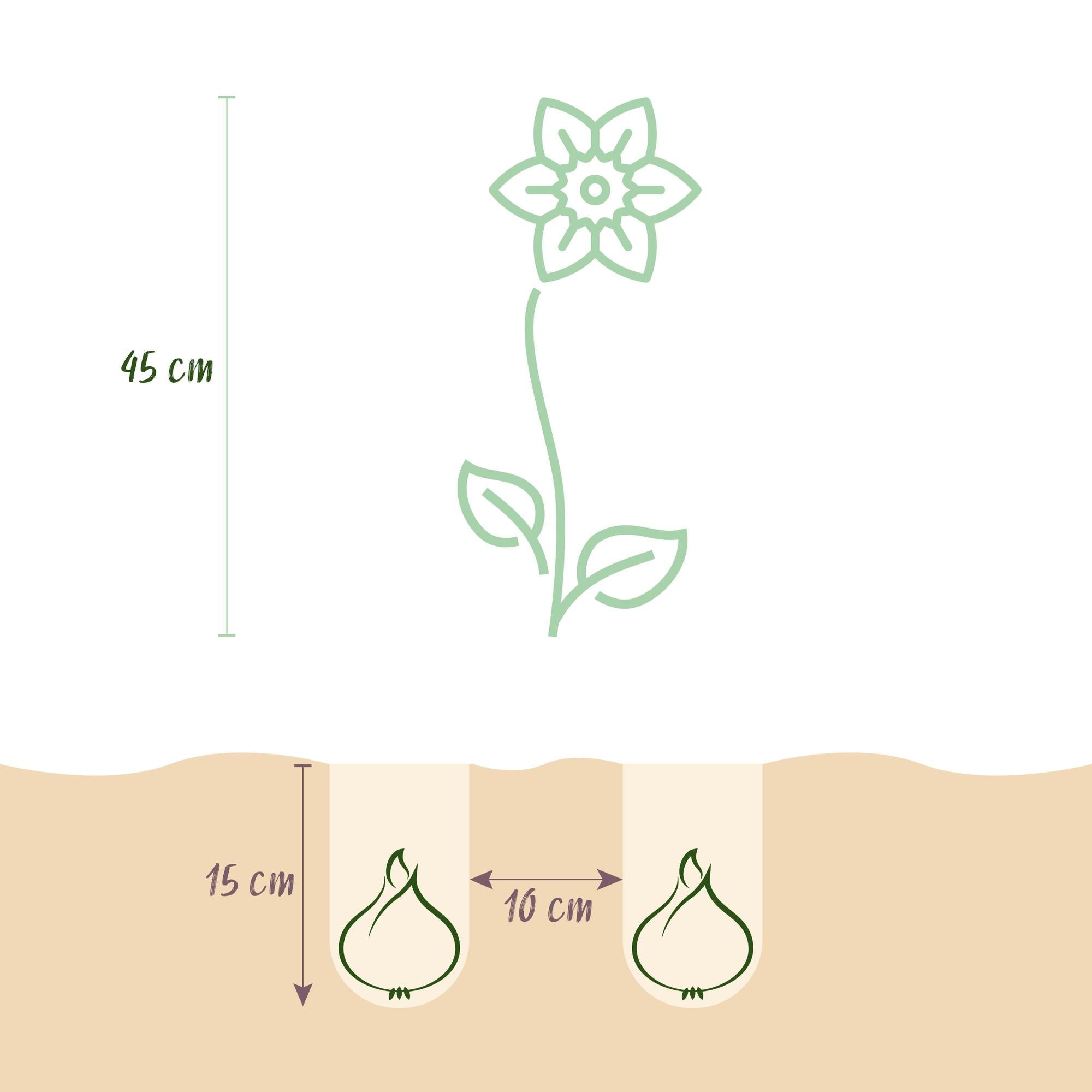 Blumenzwiebeln – Narcissus ‘Replete’ – winterhart & mehrjährig – weiß & orange – 10 Stück – Zwiebelgröße 10/12 – XXL Pack - Green Guardia - Ihr Experte für Schädlinge und Pflanzen