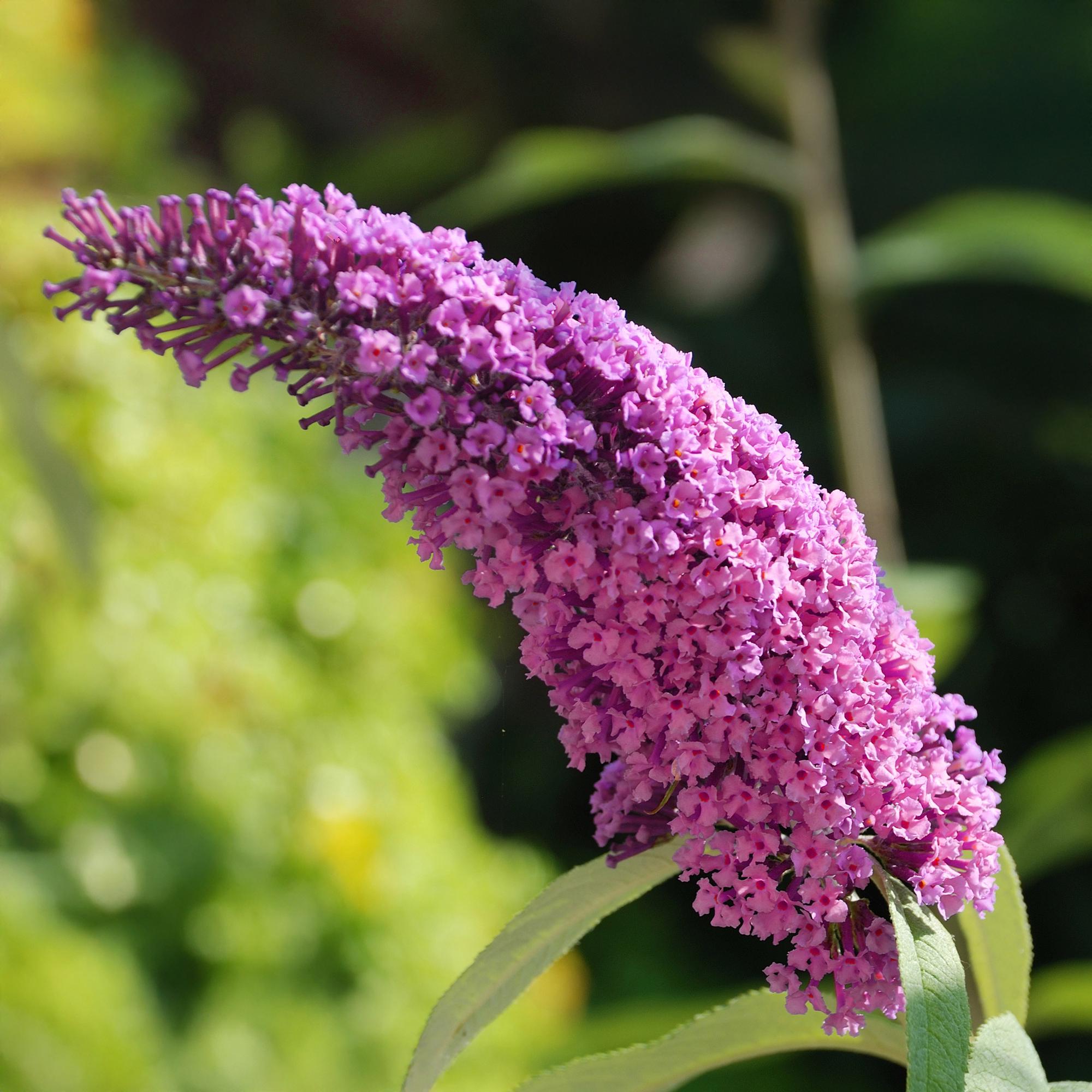 Buddleja davidii ‘Pink Delight’ – Schmetterlingsstrauch, laubabwerfend, 17 cm Topf, 25 cm - Green Guardia - Ihr Experte für Schädlinge und Pflanzen