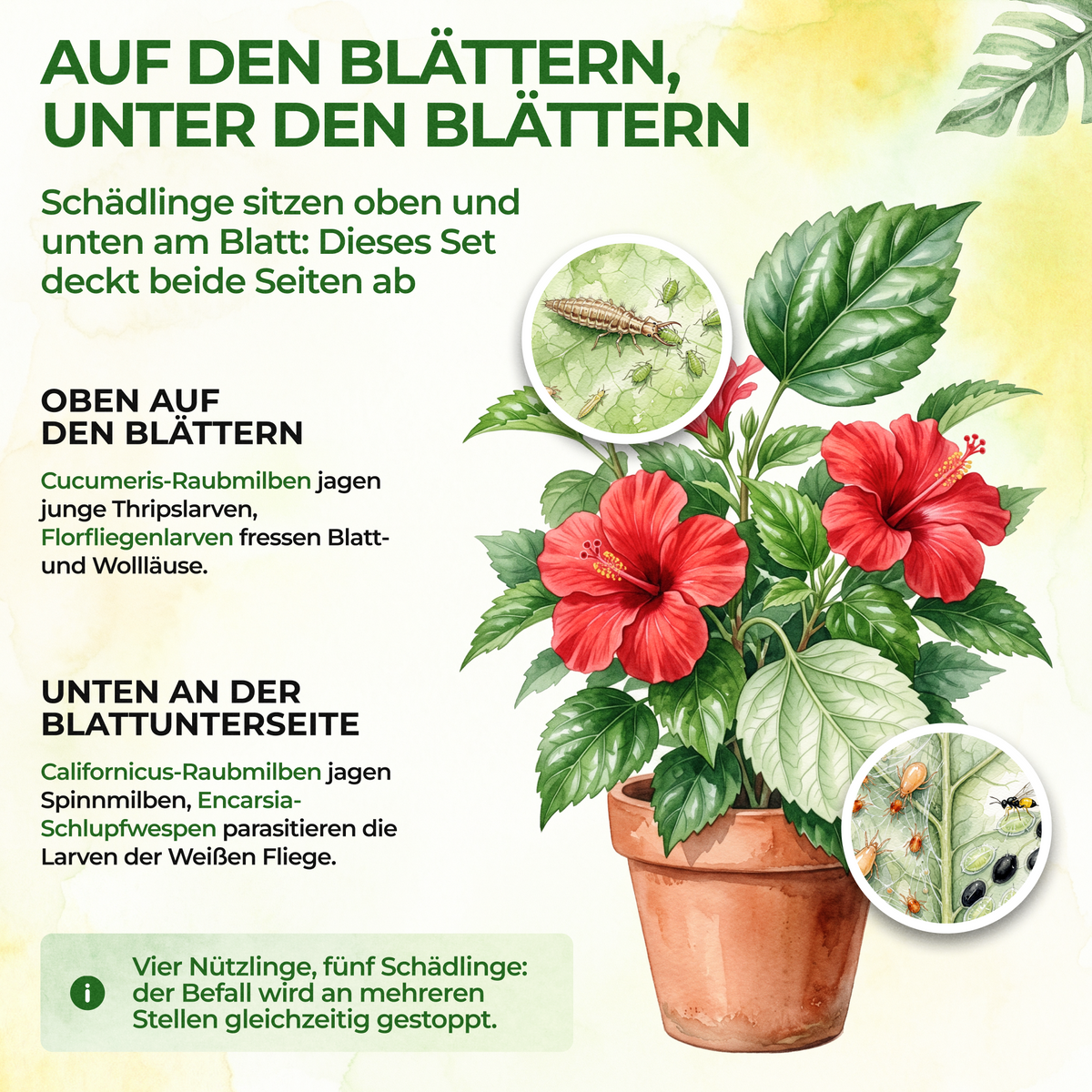 Kit antiparasitaire pour 10 plantes 