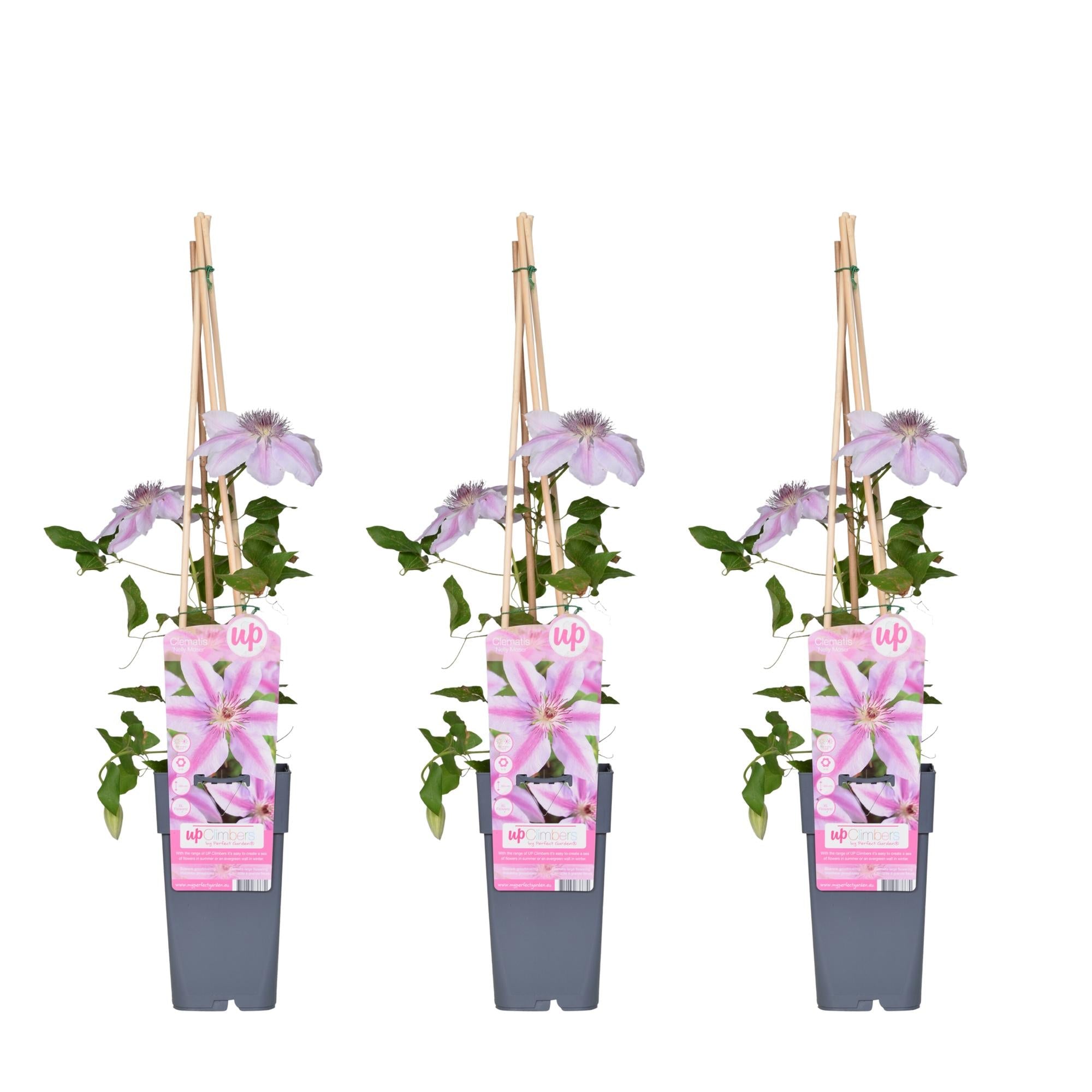 Clematis ‘Nelly Moser’ – hellrosa Kletterpflanze, 15 cm Topf, 65 cm hoch - Green Guardia - Ihr Experte für Schädlinge und Pflanzen