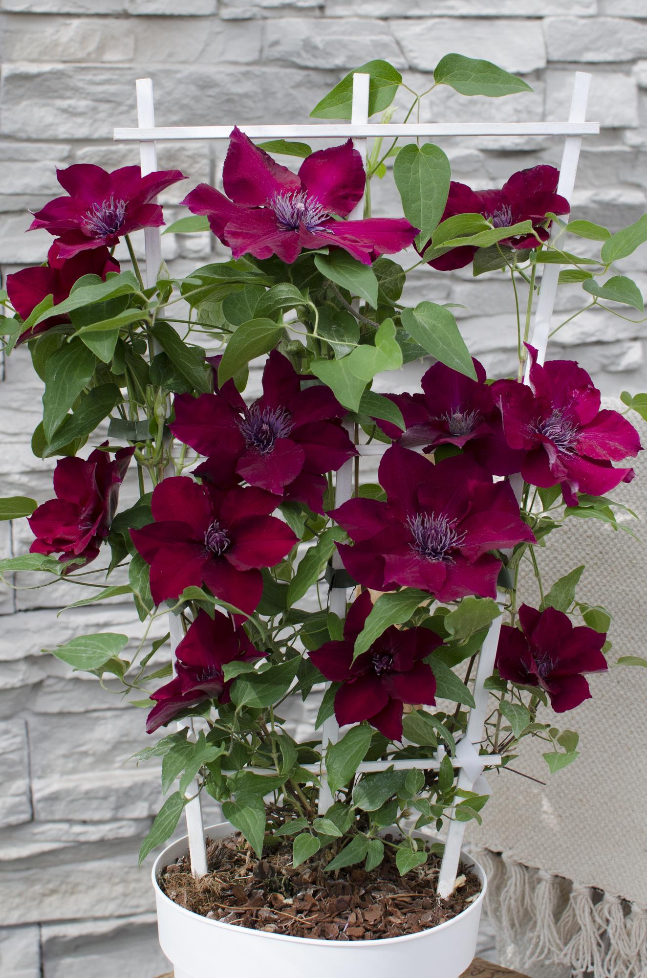 Clematis ‘Nubia’ (Evison - Serie) – rotblühende Clematis, Ø15 cm, 65 cm hoch - Green Guardia - Ihr Experte für Schädlinge und Pflanzen