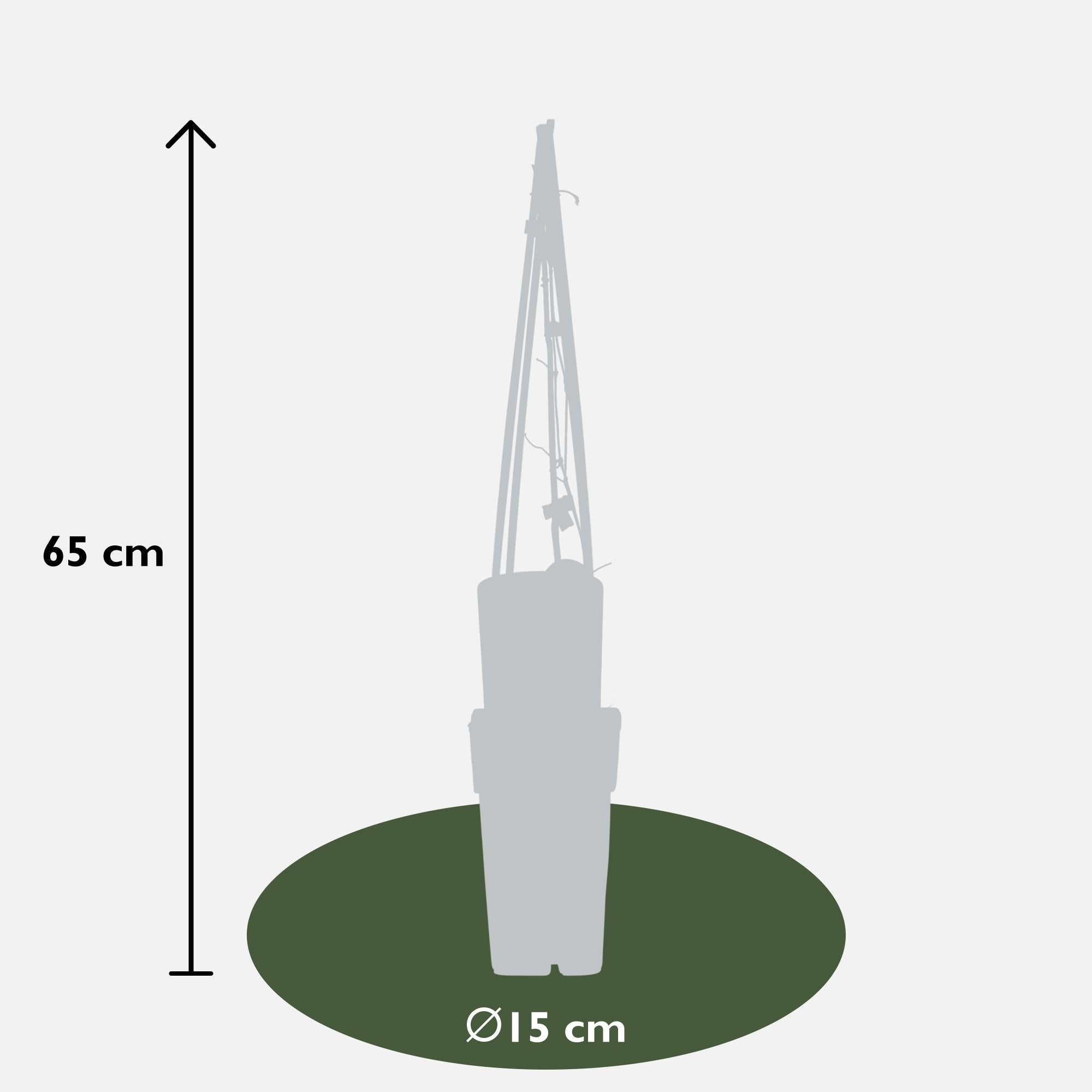 Clematis ‘The President’ – robuste, lila blühende Clematis, 15 cm Topf, 65 cm hoch - Green Guardia - Ihr Experte für Schädlinge und Pflanzen