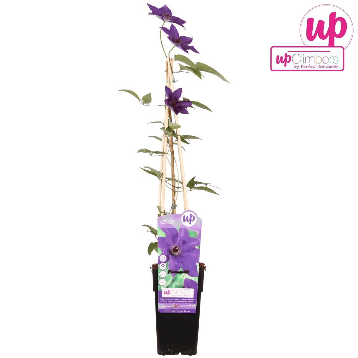 Clematis ‘The President’ – robuste, lila blühende Clematis, 15 cm Topf, 65 cm hoch - Green Guardia - Ihr Experte für Schädlinge und Pflanzen