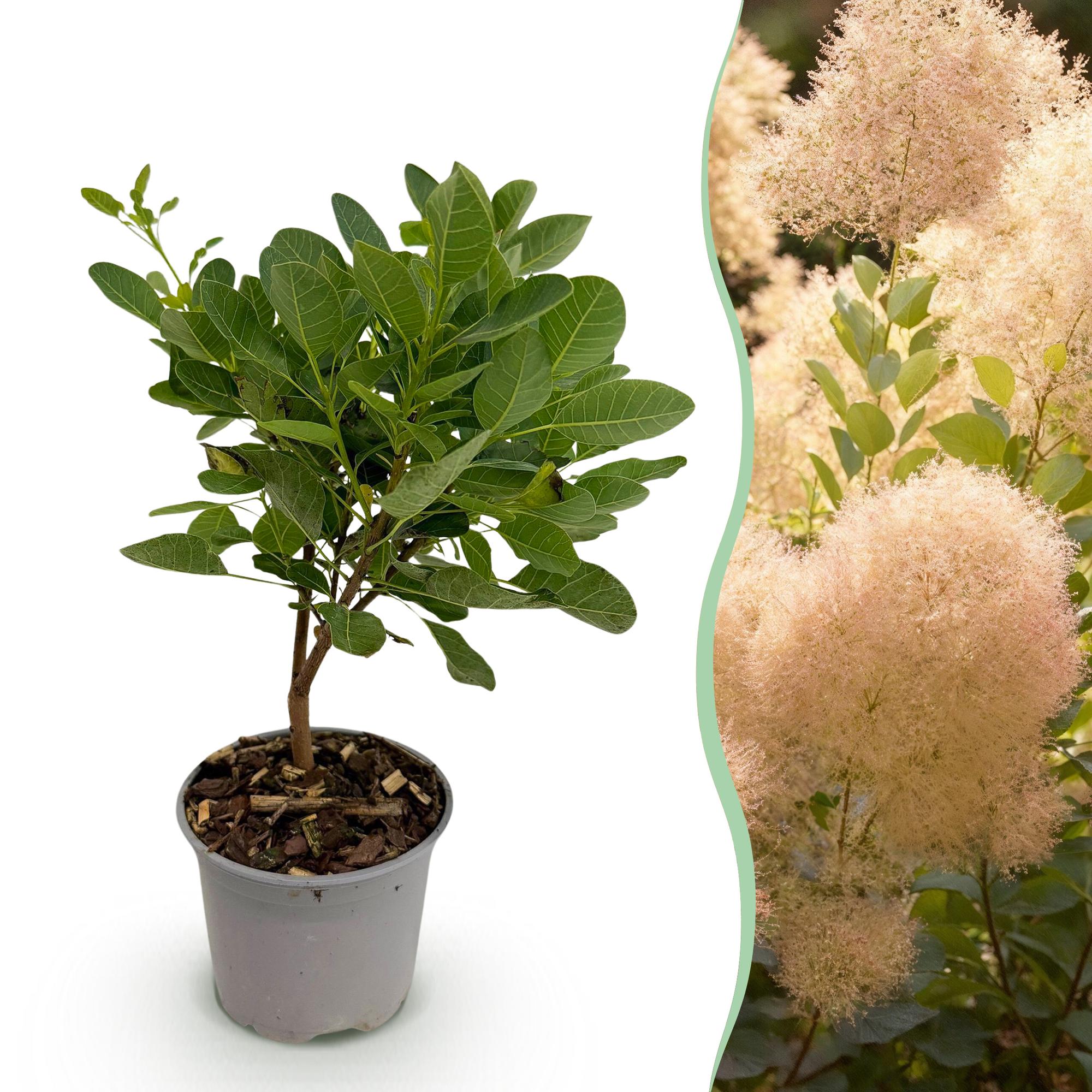 Cotinus coggyria ‘Young Lady’ – laubabwerfend & pflegeleicht – grün – 12 cm Topf, ca. 35 cm hoch - Green Guardia - Ihr Experte für Schädlinge und Pflanzen