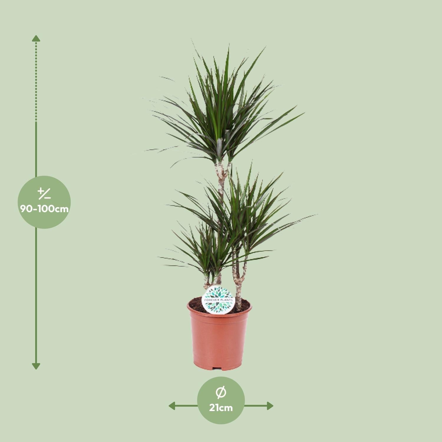 Drachenbaum (Dracaena marginata) – 55–130 cm - Green Guardia - Ihr Experte für Schädlinge und Pflanzen