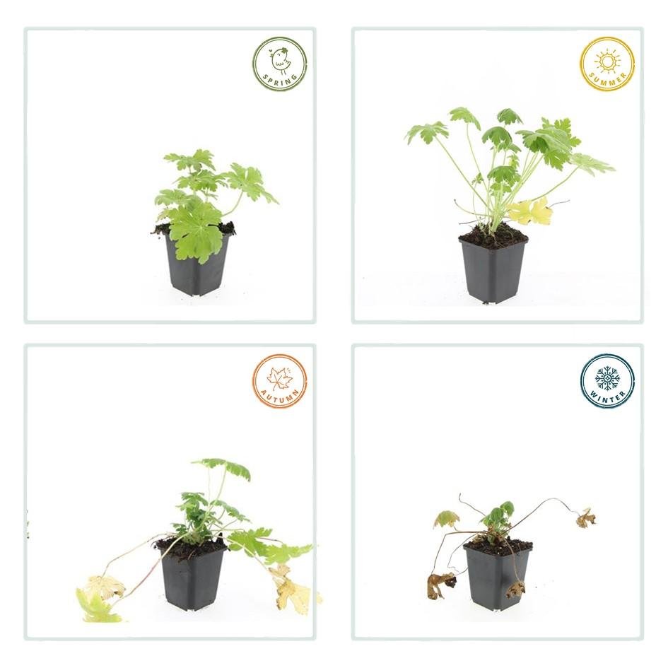 Duftender Storchschnabel ‘Spessart’ (Geranium macrorrhizum) – 9 cm Topf, 10–25 cm - Green Guardia - Ihr Experte für Schädlinge und Pflanzen