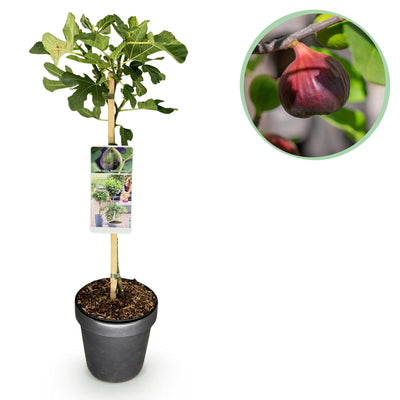 Feigenbaum „Brown Turkey“ (Ficus carica) – 19cm Topf, 90 cm hoch - Green Guardia - Ihr Experte für Schädlinge und Pflanzen
