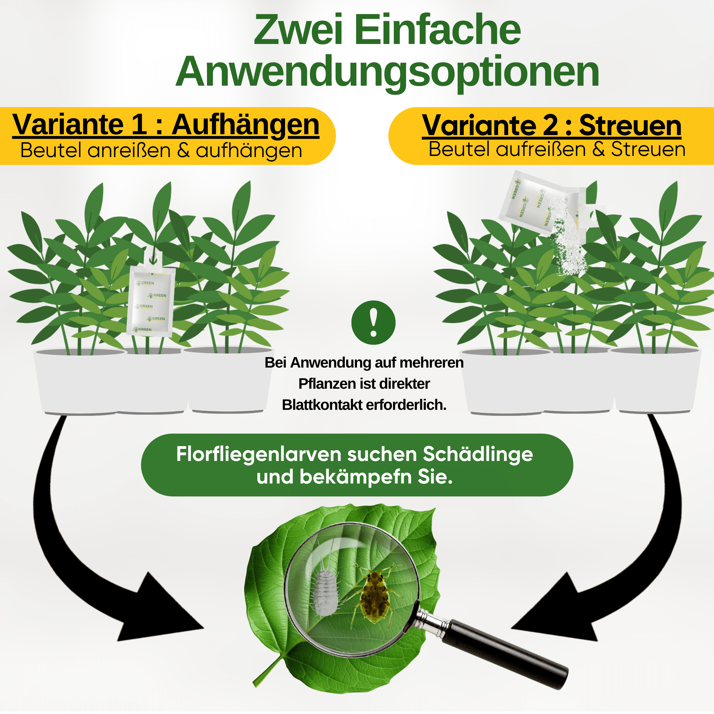 Florfliegenlarven - Eier gegen Blattläuse, Wollläuse zum Aufhängen oder Streuen - Green Guardia - Ihr Experte für Schädlinge und Pflanzen