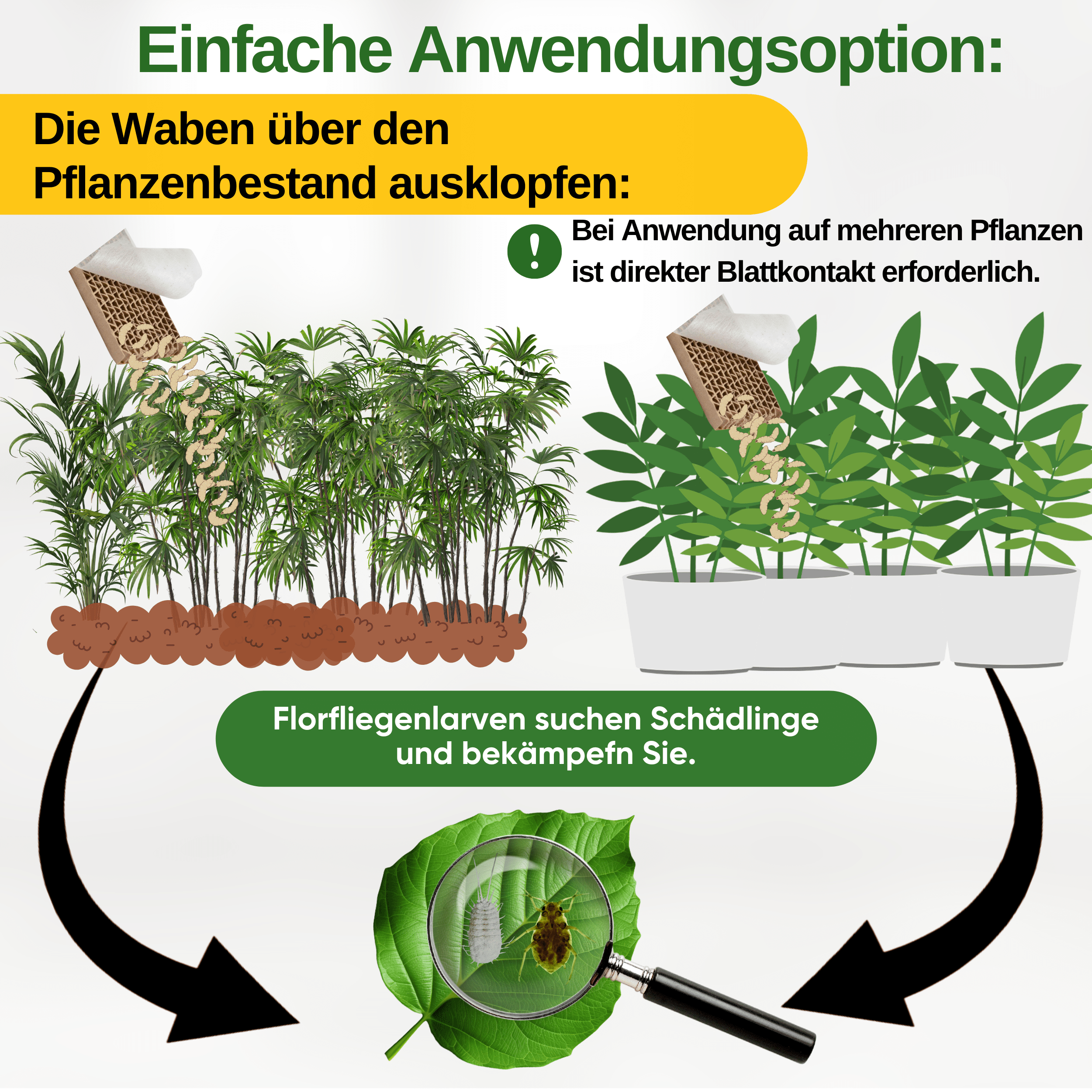 Florfliegenlarven gegen Blattläuse und Wollläuse - Green Guardia - Ihr Experte für Schädlinge und Pflanzen