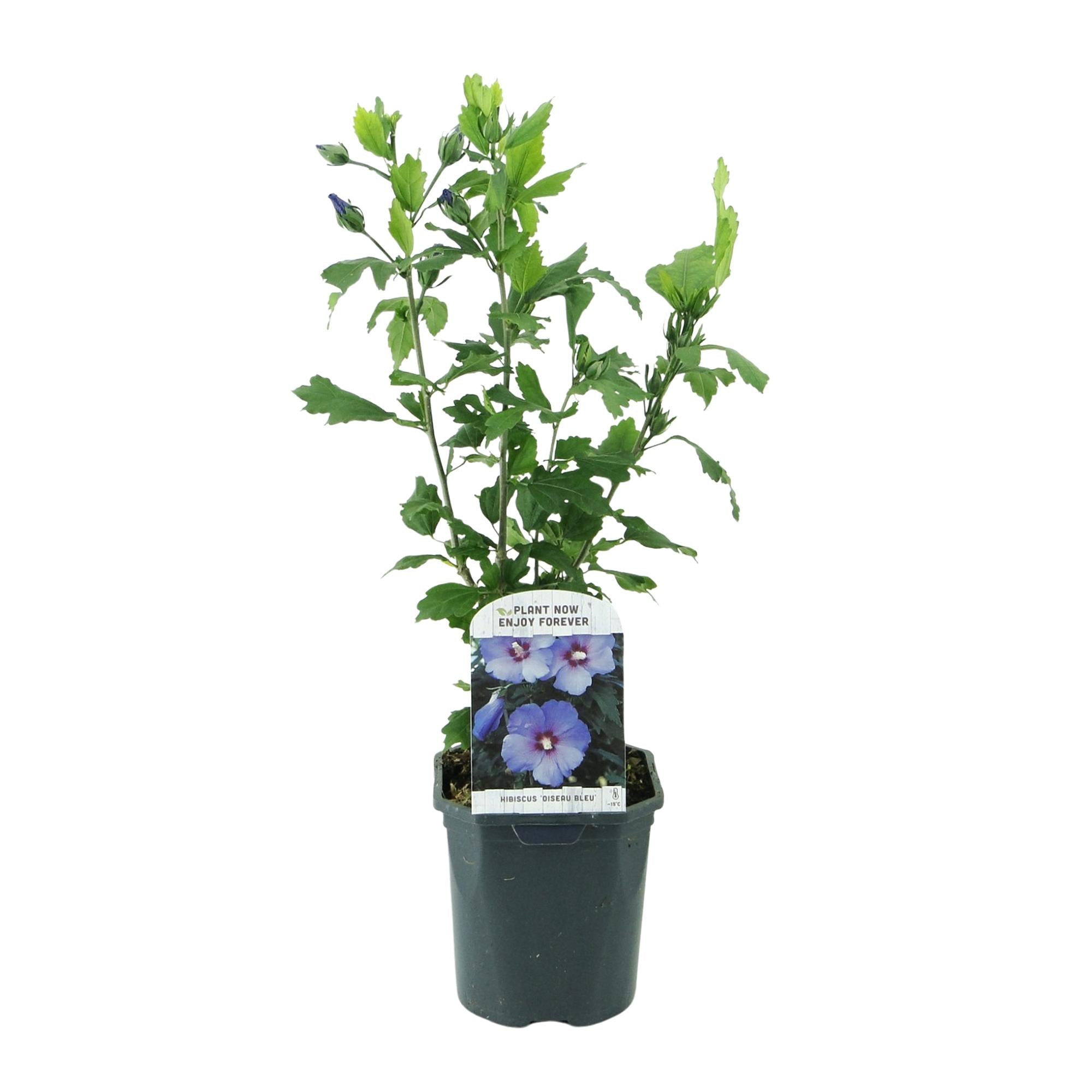 Gartenhibiskus ‘Oiseau Blue’ – blaue Blüten, 1 Pflanze, 17 cm Topf, 45 cm hoch - Green Guardia - Ihr Experte für Schädlinge und Pflanzen
