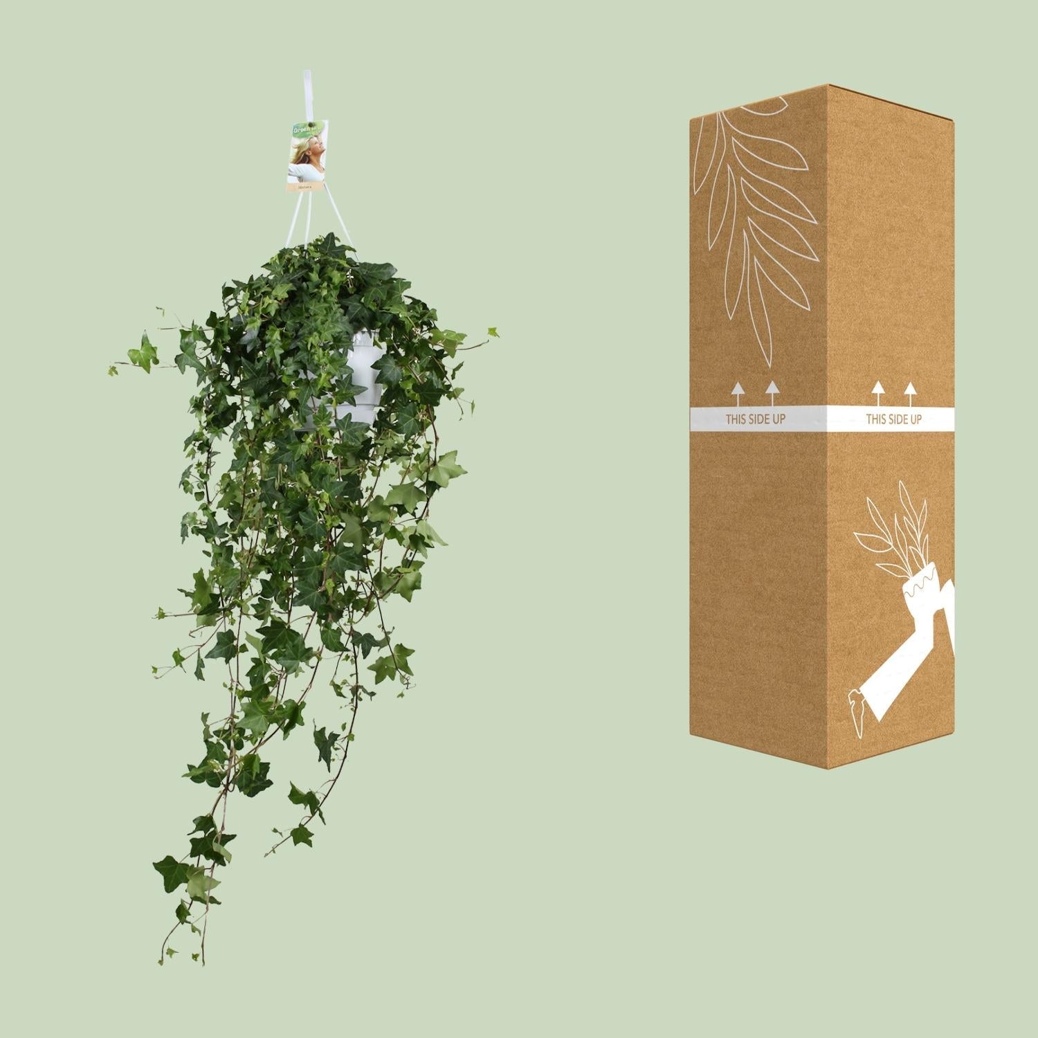 Hedera helix ‘Pitsburg’ – Efeu – Hängepflanze XXL – 17 - 24 cm Topf - Green Guardia - Ihr Experte für Schädlinge und Pflanzen