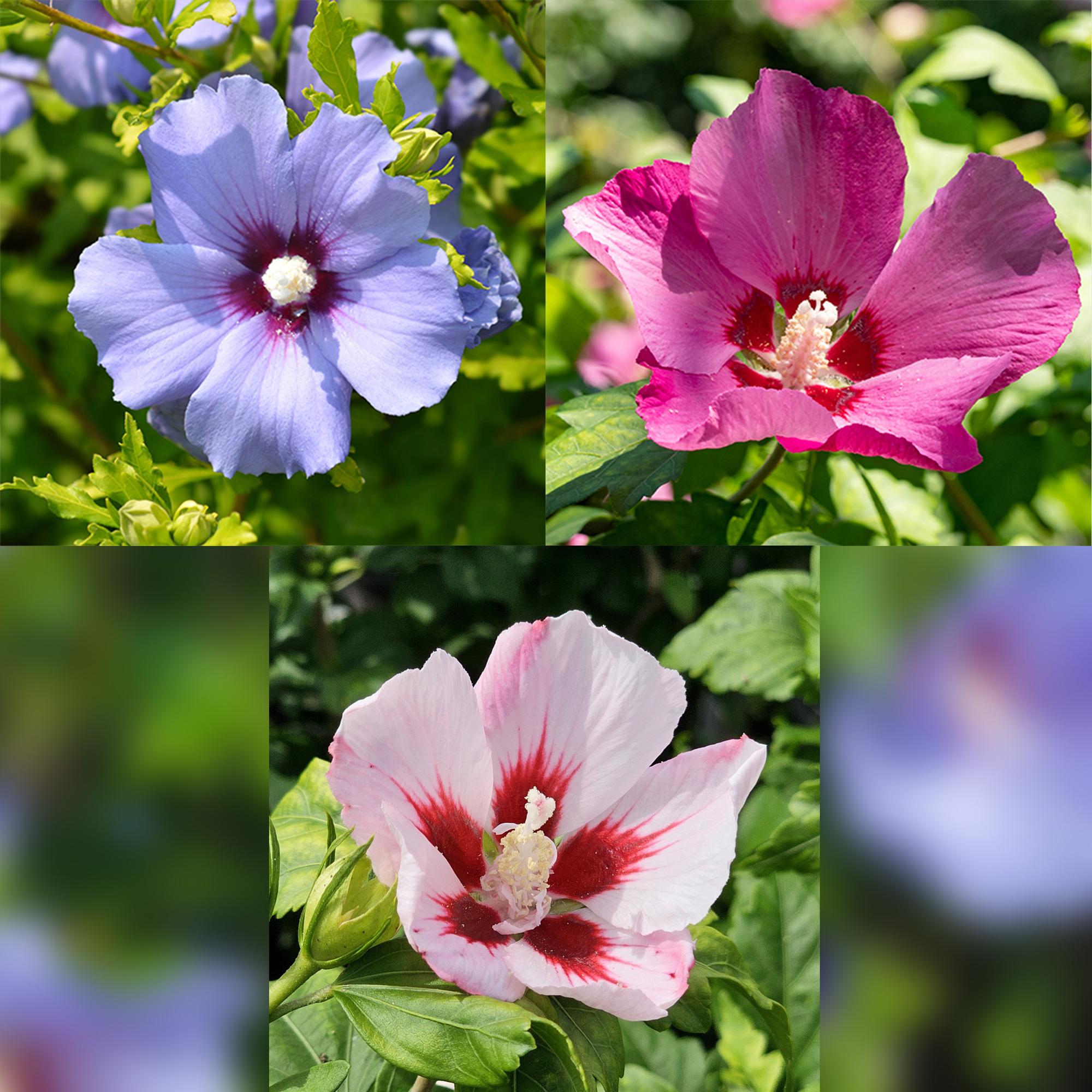 Hibiscus syriacus ‘Tricolour’ – Stämmchen für Terrasse und Garten, 19 cm Topf, 90 cm Höhe - Green Guardia - Ihr Experte für Schädlinge und Pflanzen
