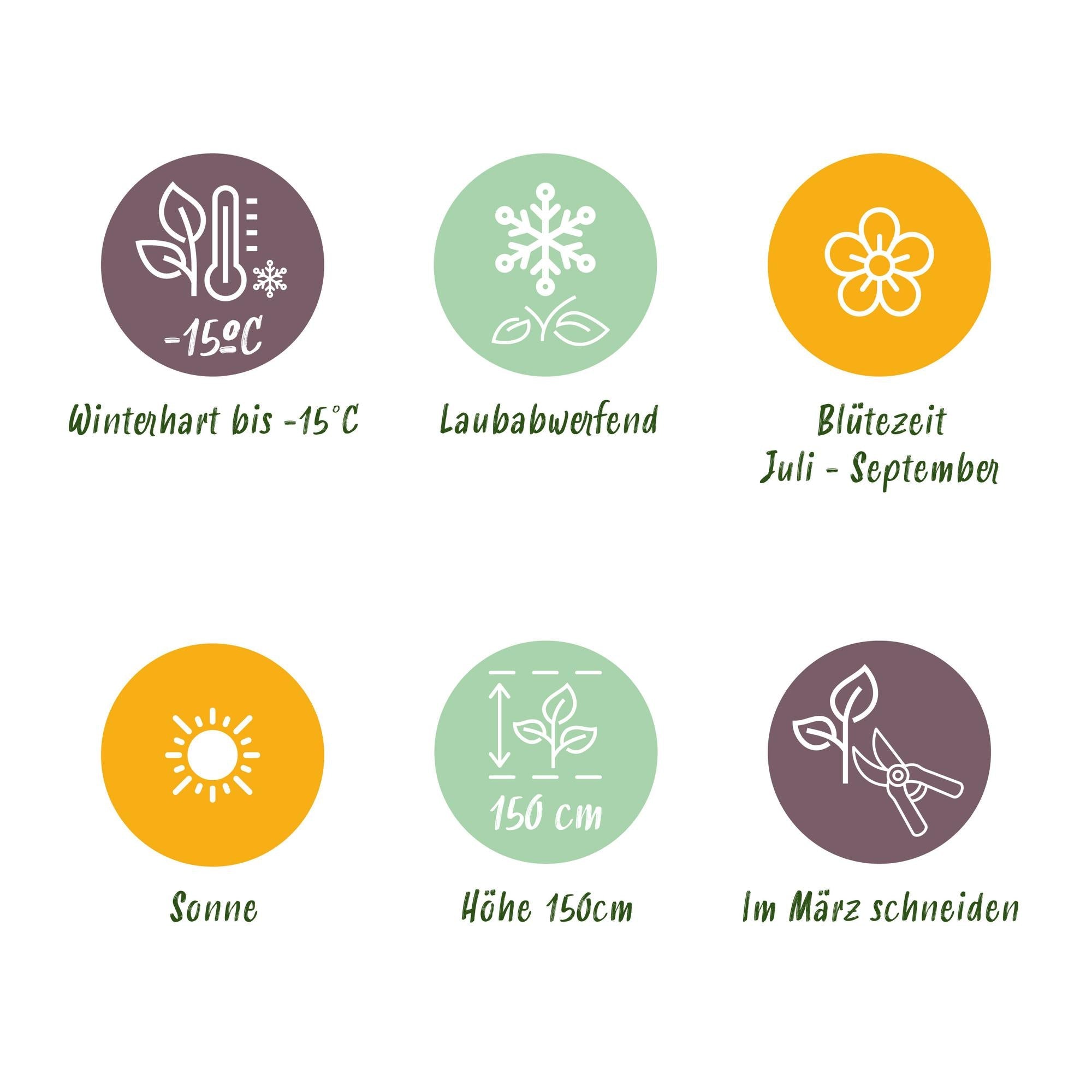 Hibiskus - Stamm ‘Magenta Chiffon’® – winterharte Terrassenpflanze, 19 cm Topf, 90 cm hoch - Green Guardia - Ihr Experte für Schädlinge und Pflanzen