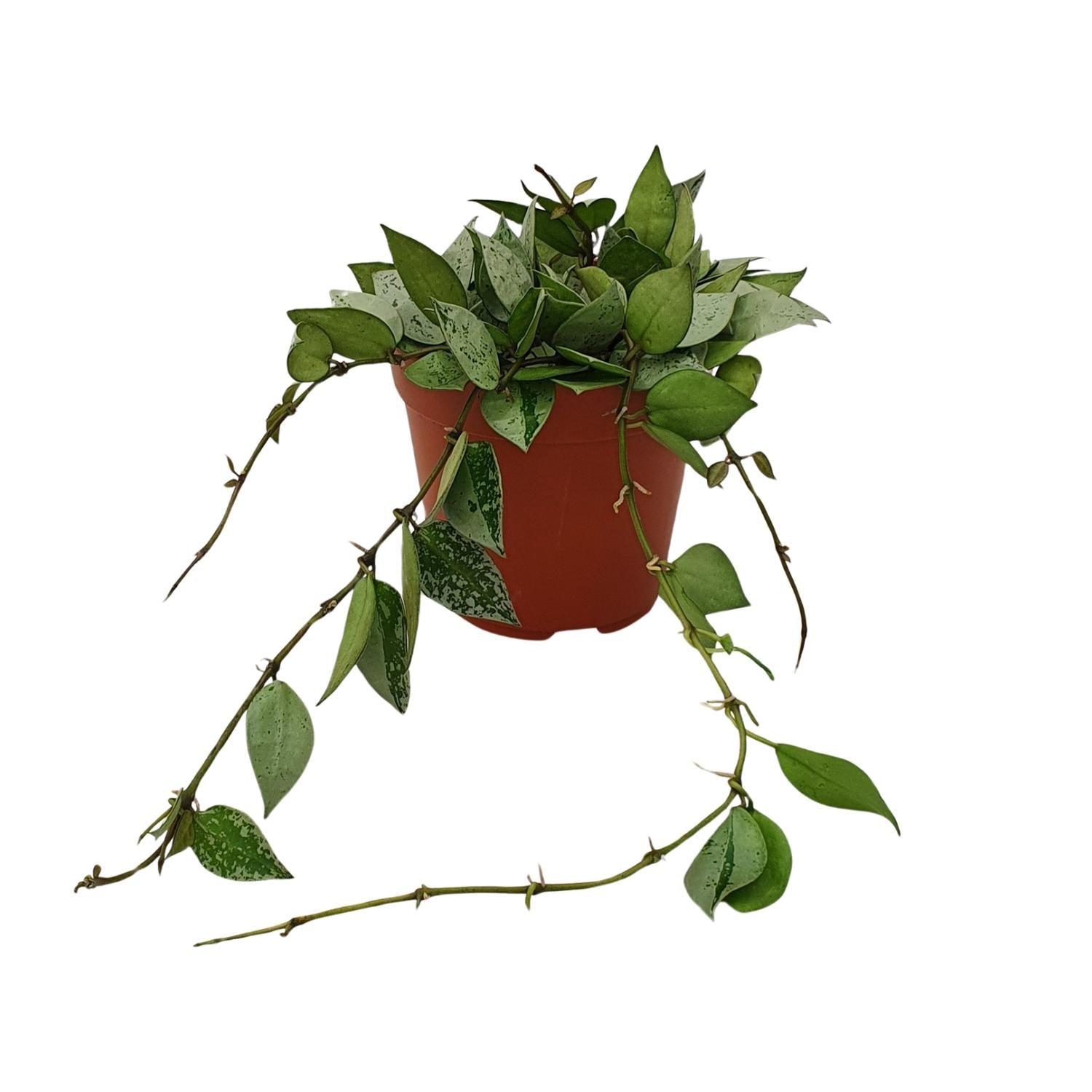 Hoya Krohniana ‘Eskimo’ – Wachsblume - 12 cm Topf, 15 cm hoch - Green Guardia - Ihr Experte für Schädlinge und Pflanzen