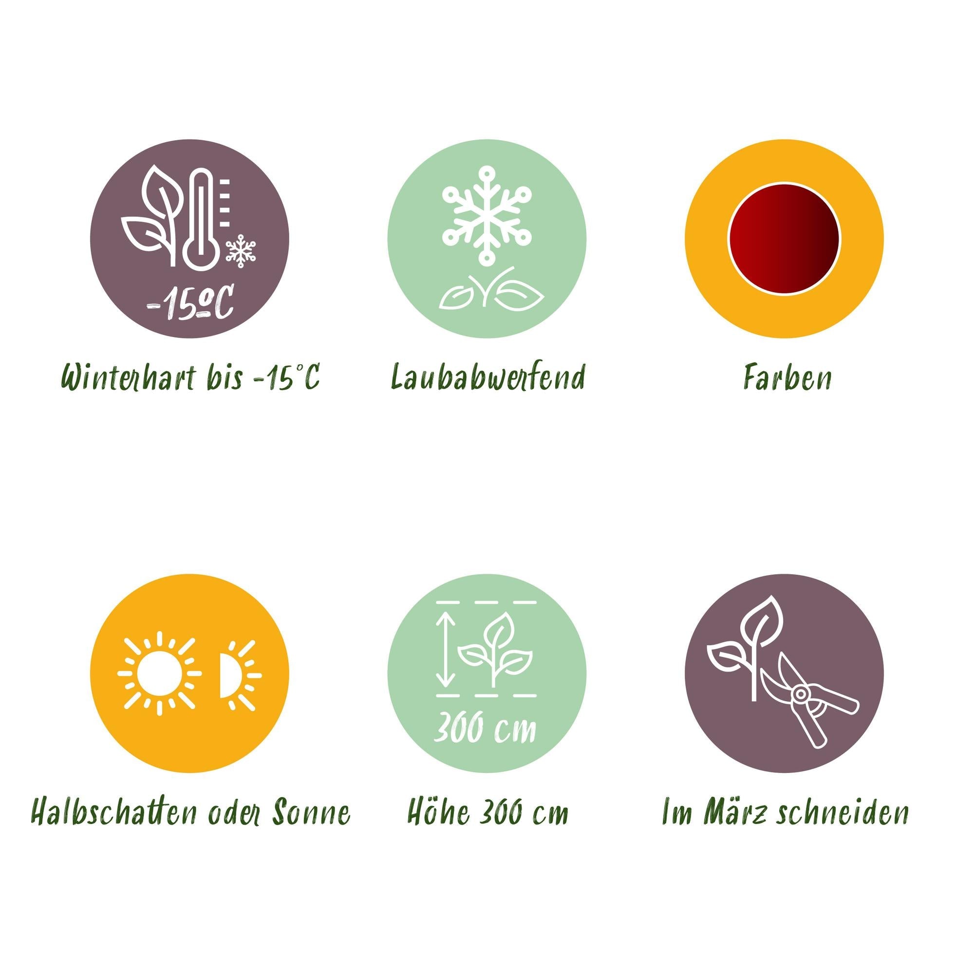 Japanischer Ahorn ‘Jerre Schwartz’ – kompakter Zierahorn, dunkelrotes Laub, 70 cm hoch - Green Guardia - Ihr Experte für Schädlinge und Pflanzen