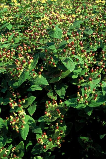 Johanniskraut ‘Beauty’ – Ziersträuchchen im 9 - cm - Topf, 10–25 cm hoch - Green Guardia - Ihr Experte für Schädlinge und Pflanzen