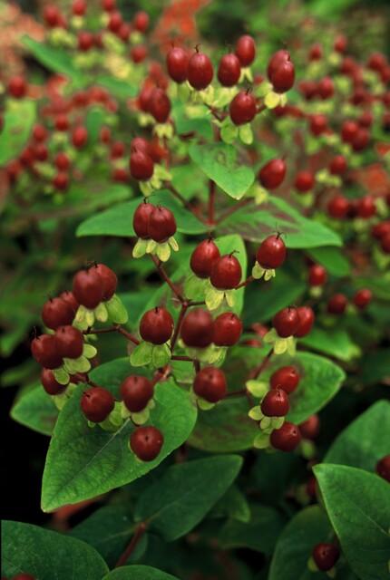 Johanniskraut ‘Beauty’ – Ziersträuchchen im 9 - cm - Topf, 10–25 cm hoch - Green Guardia - Ihr Experte für Schädlinge und Pflanzen