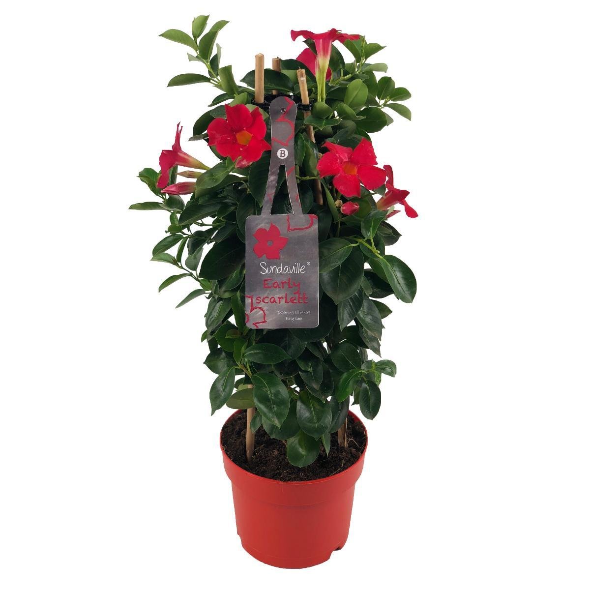 Mandevilla (Dipladenia) ‚Sundaville Early Scarlet‘ – Ø17 cm, Höhe ca. 55 cm - Green Guardia - Ihr Experte für Schädlinge und Pflanzen