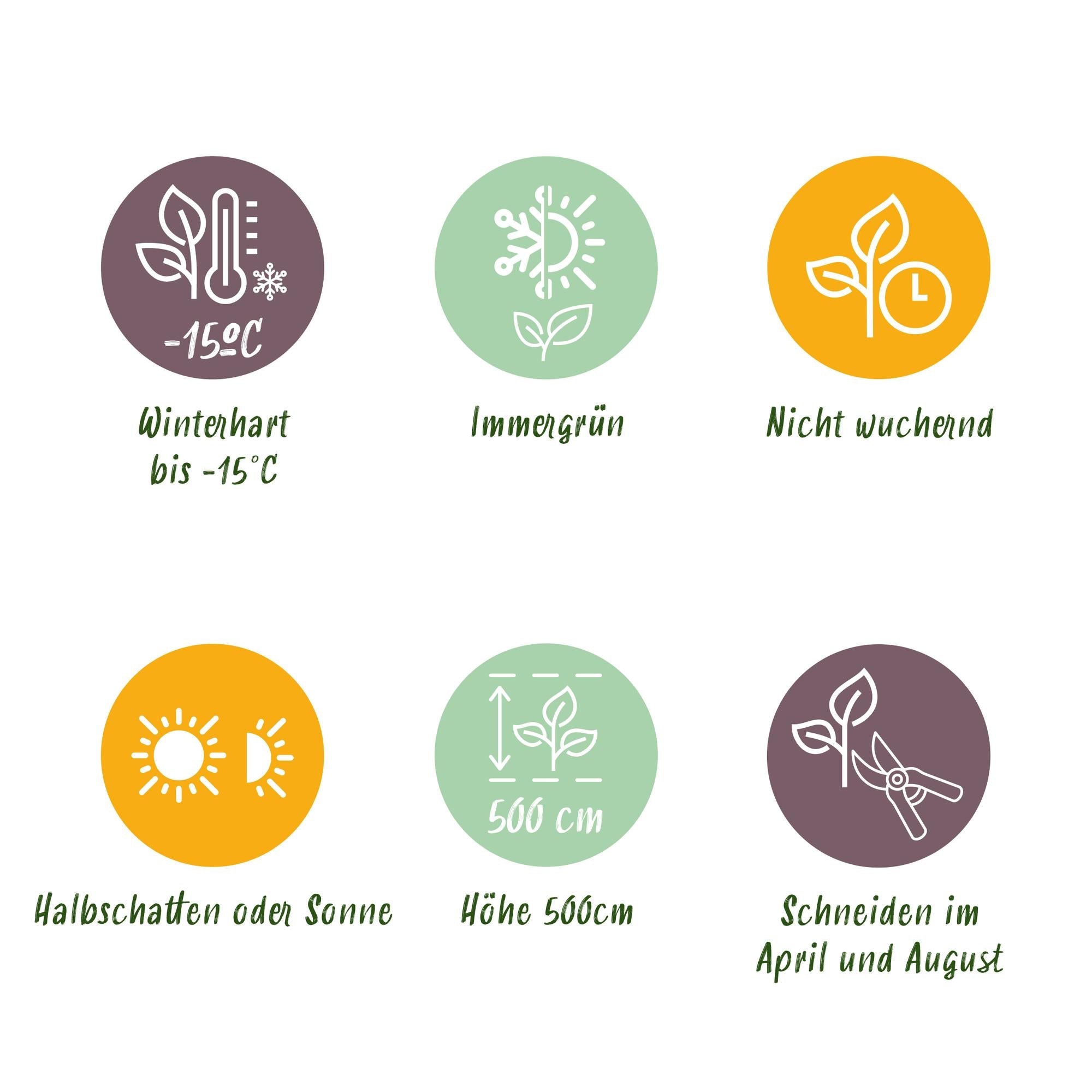 Prunus Lusitanica ‘Angustifolia’ – Portugiesische Lorbeerkirsche - Green Guardia - Ihr Experte für Schädlinge und Pflanzen