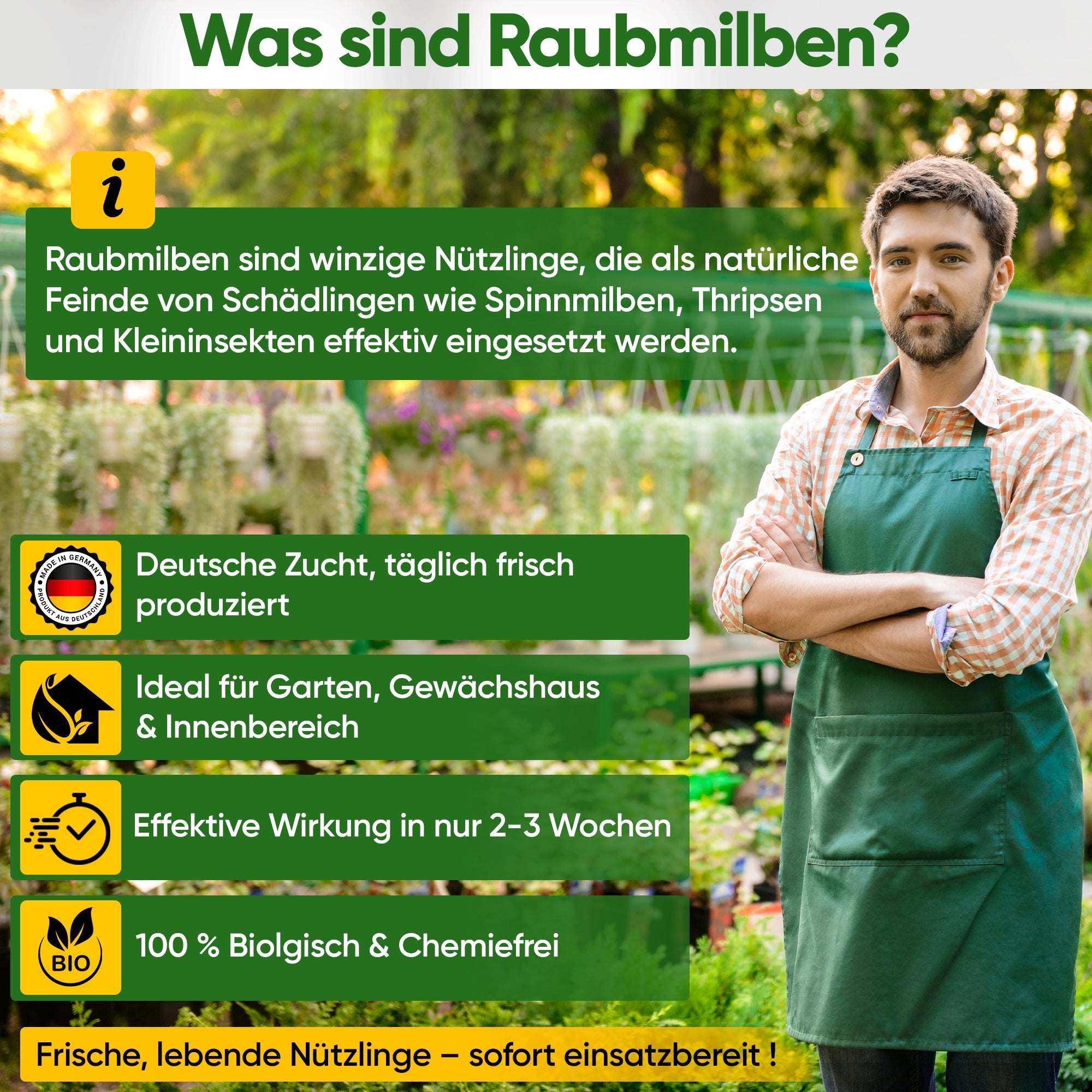 Raubmilben gegen Thripse – Streuware - Green Guardia - Ihr Experte für Schädlinge und Pflanzen