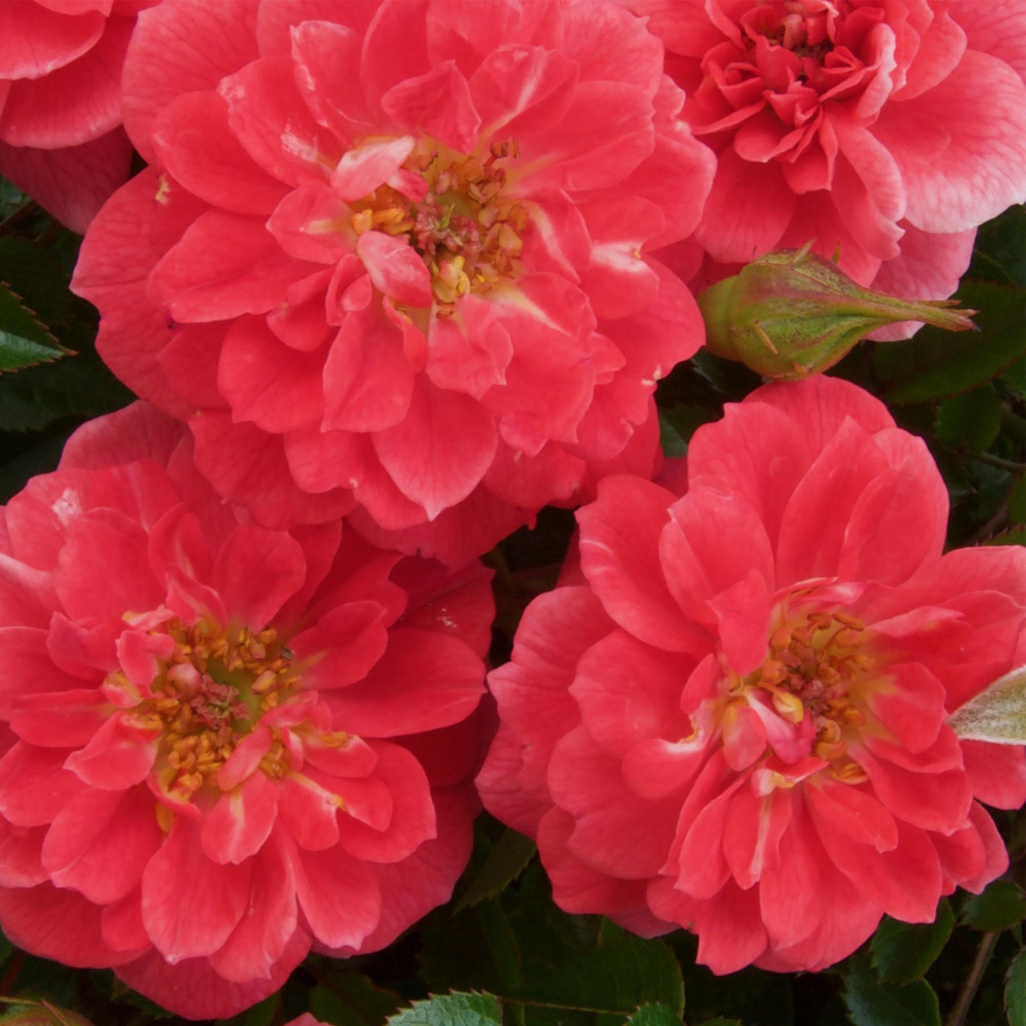 Rosa ‘Salmon Queen’ – Kletterrose, lachsrosa, pflegeleicht, 2 Pflanzen à 11 cm Topf, 40 cm Höhe - Green Guardia - Ihr Experte für Schädlinge und Pflanzen
