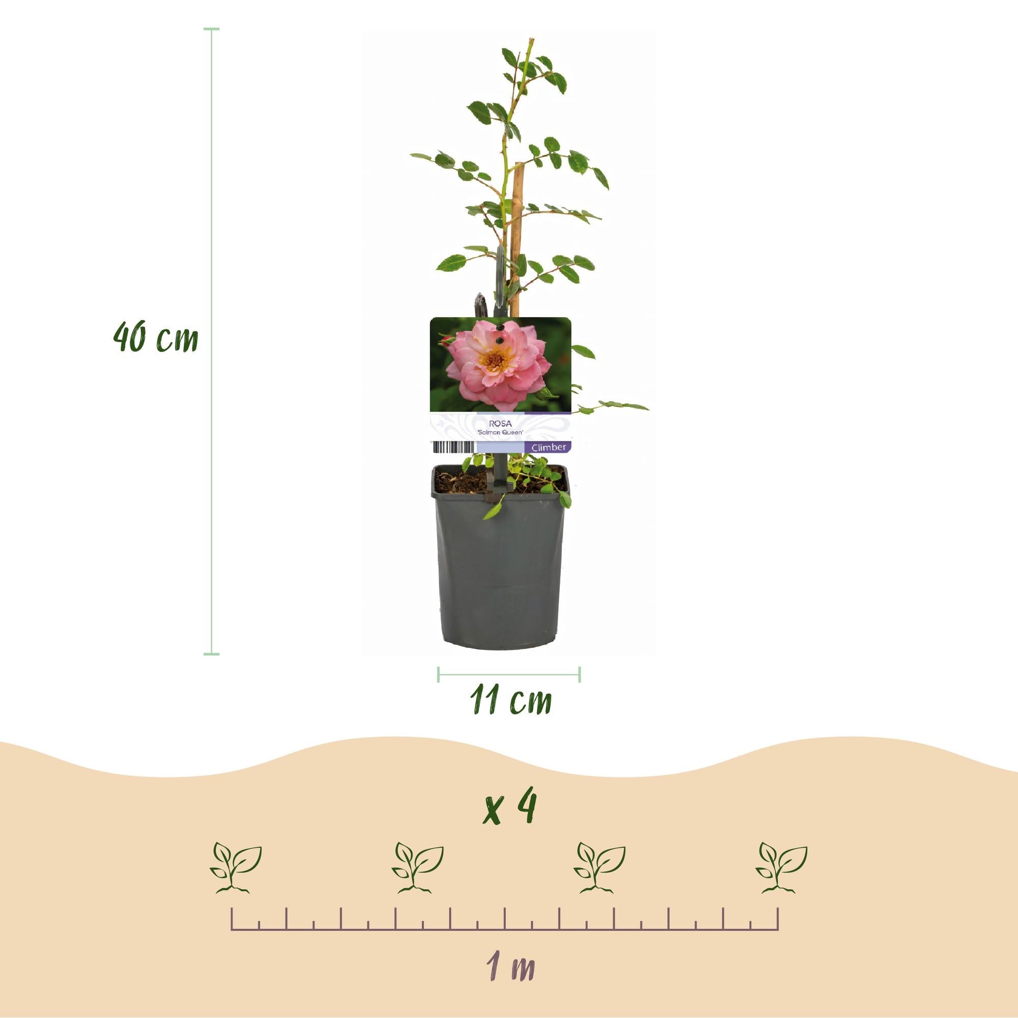 Rosa ‘Salmon Queen’ – Kletterrose, lachsrosa, pflegeleicht, 2 Pflanzen à 11 cm Topf, 40 cm Höhe - Green Guardia - Ihr Experte für Schädlinge und Pflanzen