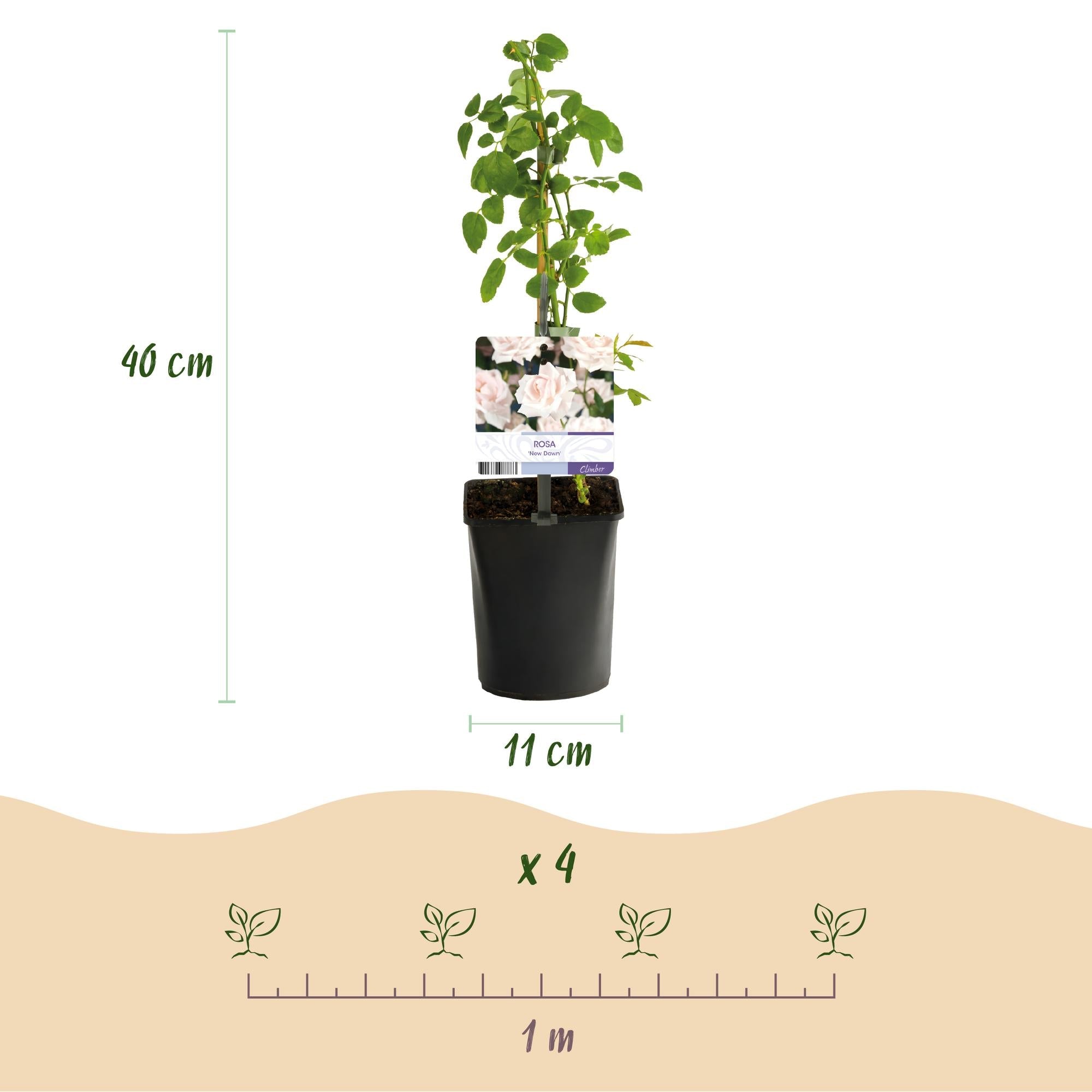 ‘Rosa Tricolour’ Kletterrose – mehrfarbig blühend, pflegeleicht, 3 Pflanzen im 11 cm Topf, 40 cm Höhe - Green Guardia - Ihr Experte für Schädlinge und Pflanzen