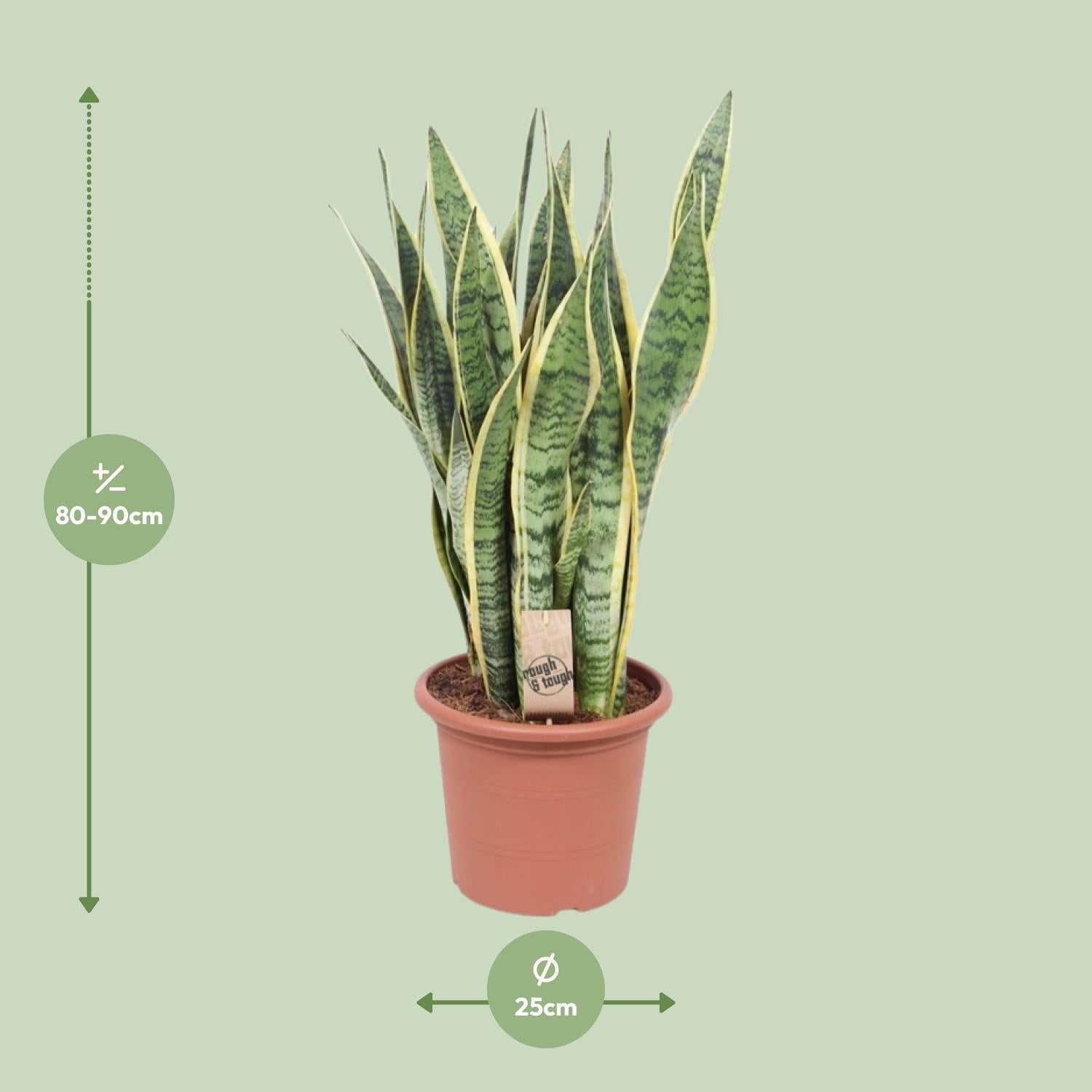 Sansevieria Trifasciata Laurentii – Bogenhanf - 40 - 84 cm - Green Guardia - Ihr Experte für Schädlinge und Pflanzen