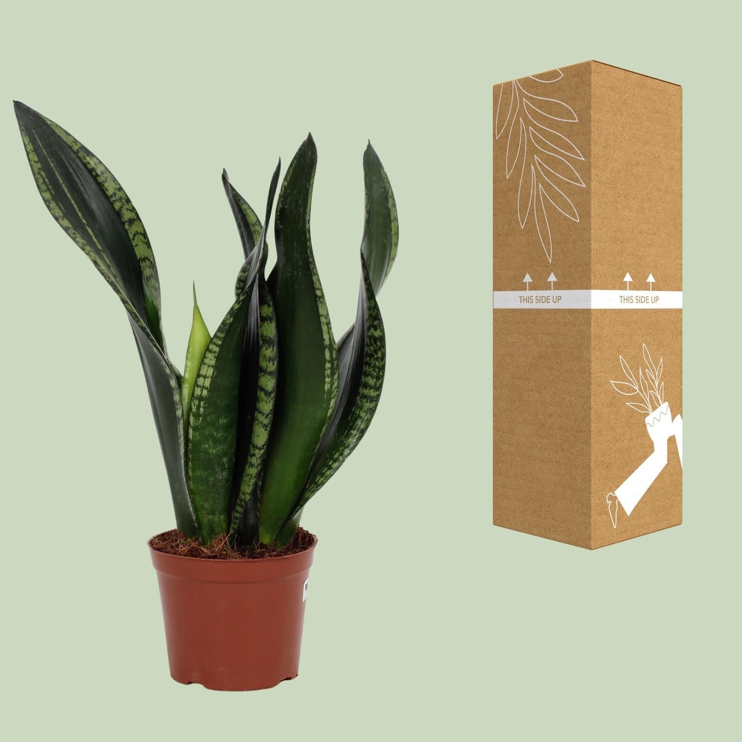 Sansevieria ‘Whitney’ – Bogenhanf – 12 cm Topf, 27 cm hoch - Green Guardia - Ihr Experte für Schädlinge und Pflanzen