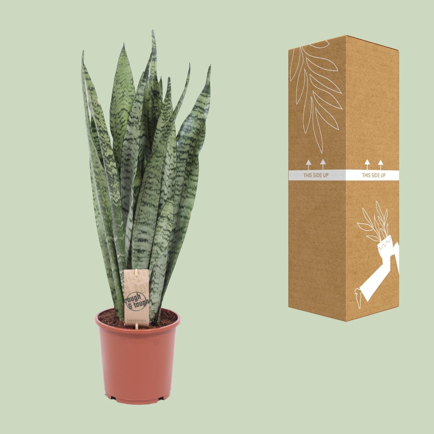 Sansevieria Zeylanica – Zeylanischer Bogenhanf - 70 - 120 cm - Green Guardia - Ihr Experte für Schädlinge und Pflanzen