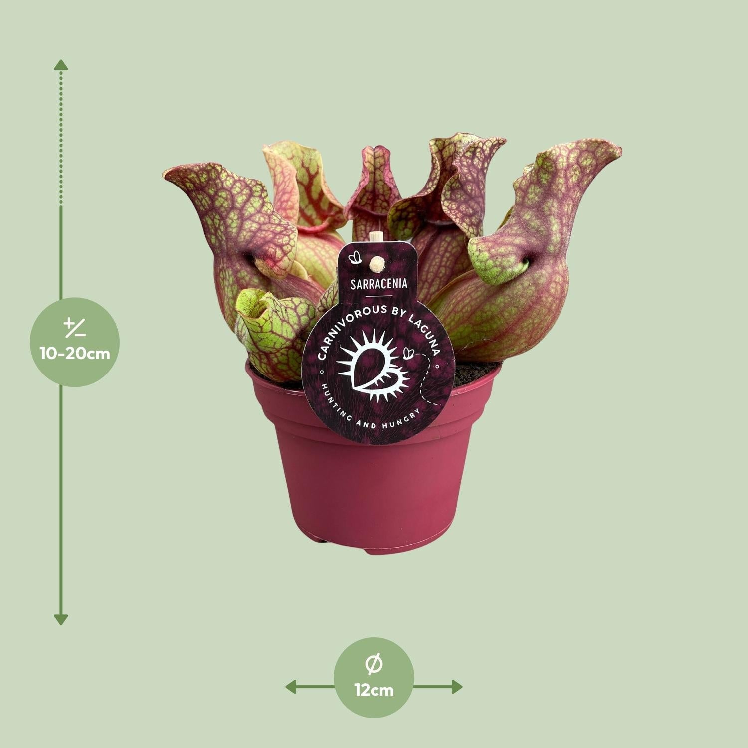 Sarracenia – Schlauchpflanze – verschiedene Sorten – 12 cm Topf - Green Guardia - Ihr Experte für Schädlinge und Pflanzen