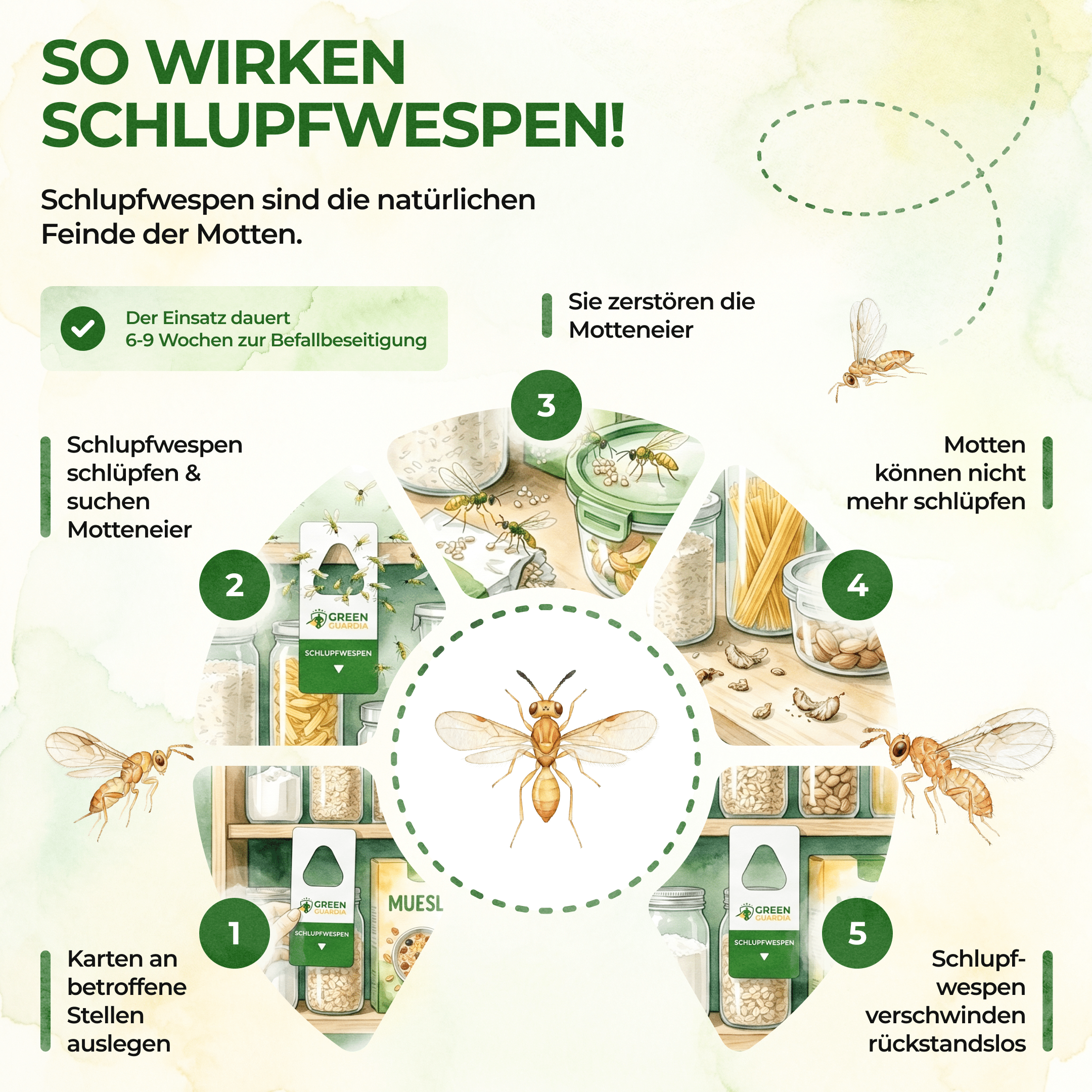 Schlupfwespen gegen Lebensmittelmotten - Green Guardia - Ihr Experte für Schädlinge und Pflanzen