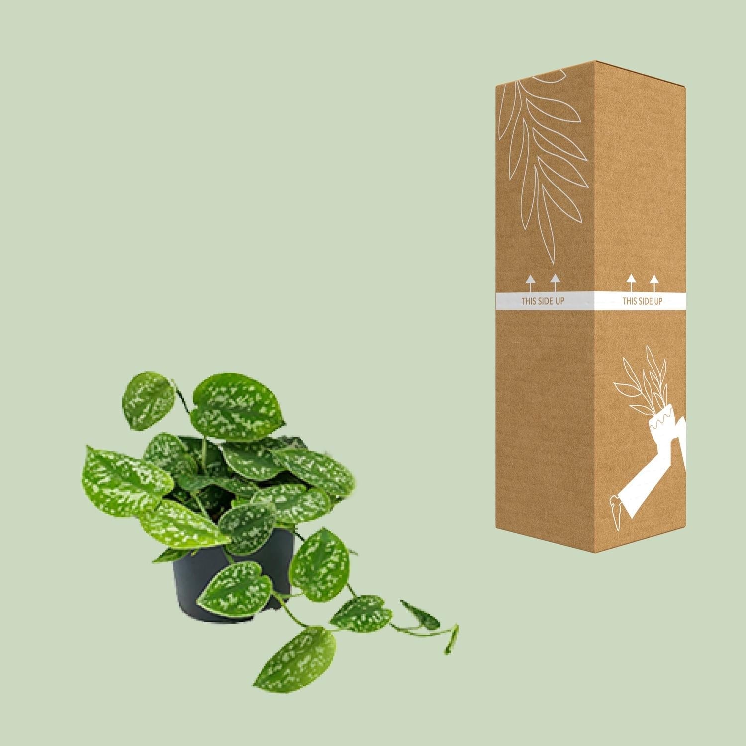 Scindapsus Pictus ‘Argyraeus’ – Gefleckte Efeutute - 15 - 25 cm - Green Guardia - Ihr Experte für Schädlinge und Pflanzen