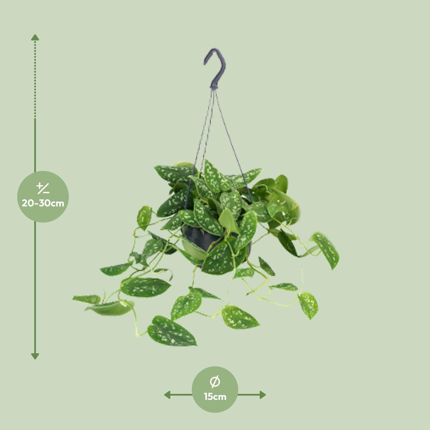 Scindapsus Pictus ‘Argyraeus’ – Gefleckte Efeutute - 15 - 25 cm - Green Guardia - Ihr Experte für Schädlinge und Pflanzen