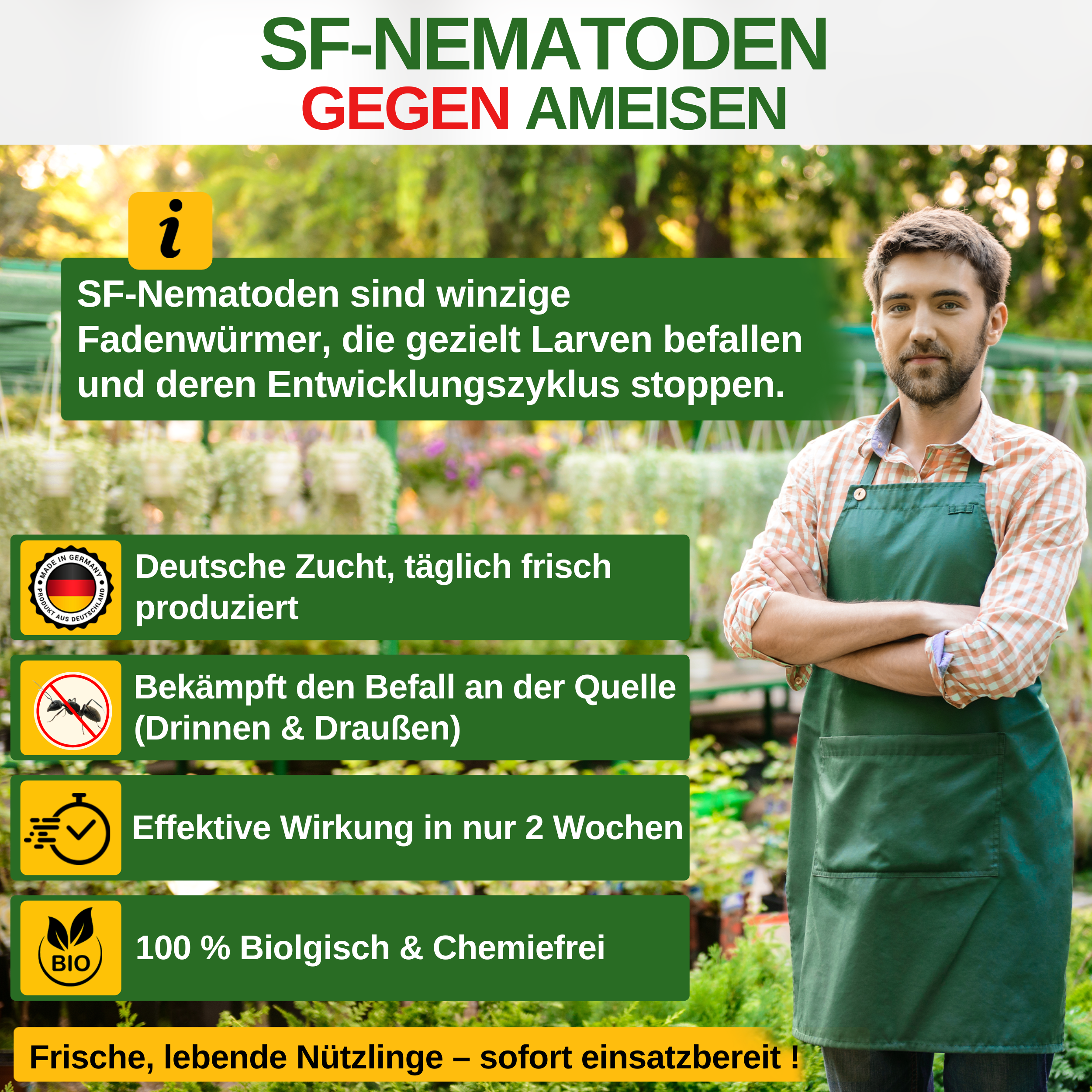 SF - Nematoden gegen Ameisen - Green Guardia - Ihr Experte für Schädlinge und Pflanzen