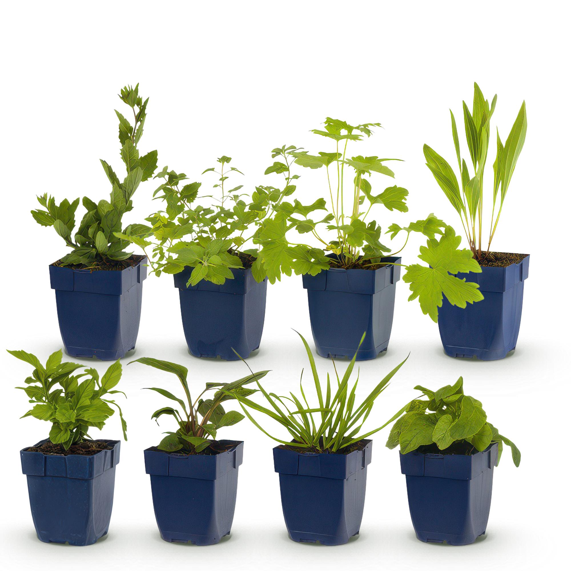 Staudenpaket – bienen - & schmetterlingsanziehend – 8 Stauden – für ca. 1 m² – verschiedene Farben – pflegeleicht – 11 cm Topf - Green Guardia - Ihr Experte für Schädlinge und Pflanzen