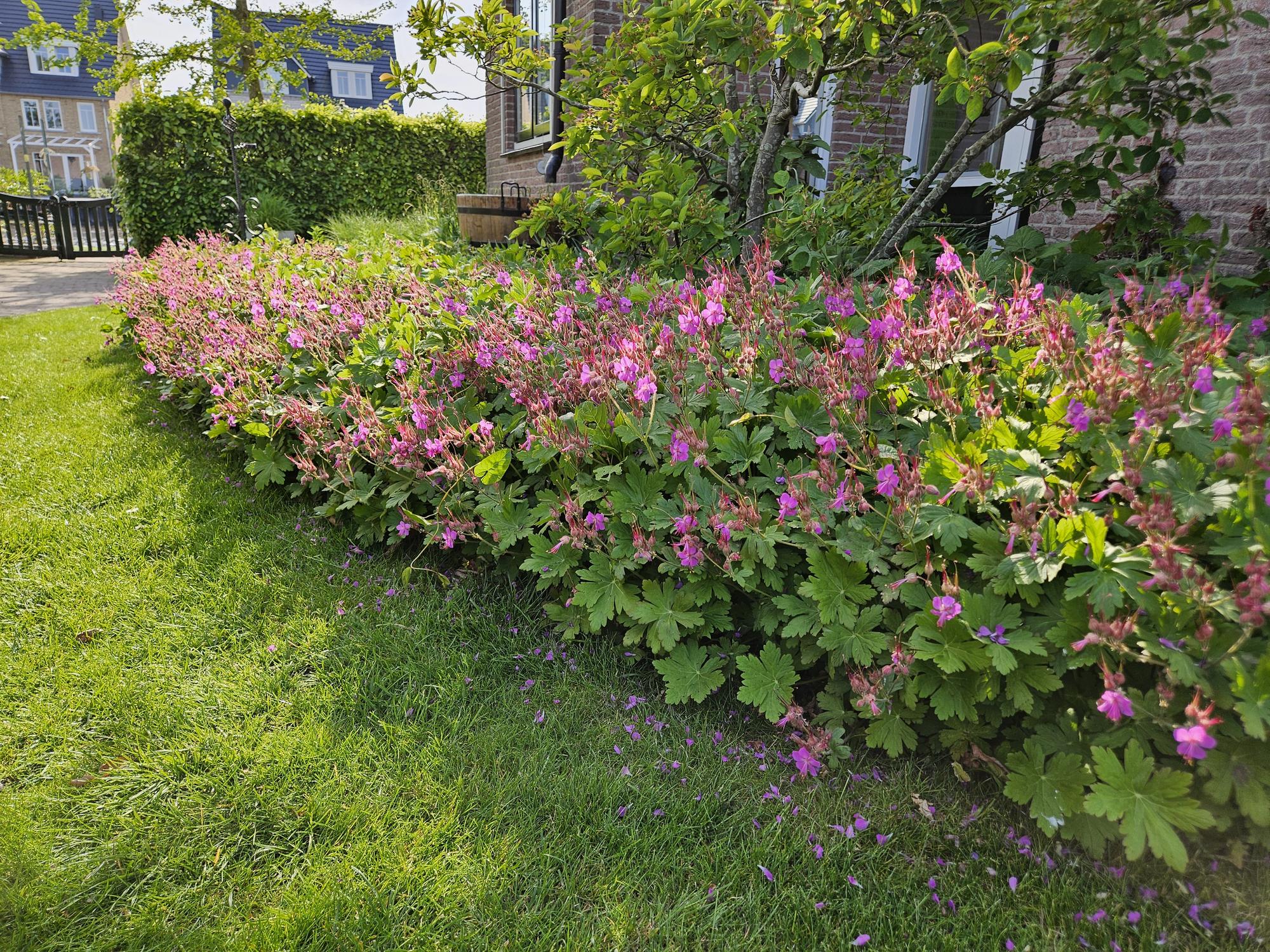 Storchschnabel (Geranium macrorrhizum) – 9 cm Topf, 10–25 cm Höhe - Green Guardia - Ihr Experte für Schädlinge und Pflanzen