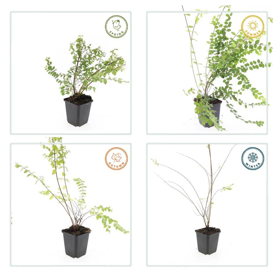 Symphoricarpos ‘Hancock’ – bodendeckender Zierstrauch, 9 cm Topf, 10–25 cm - Green Guardia - Ihr Experte für Schädlinge und Pflanzen